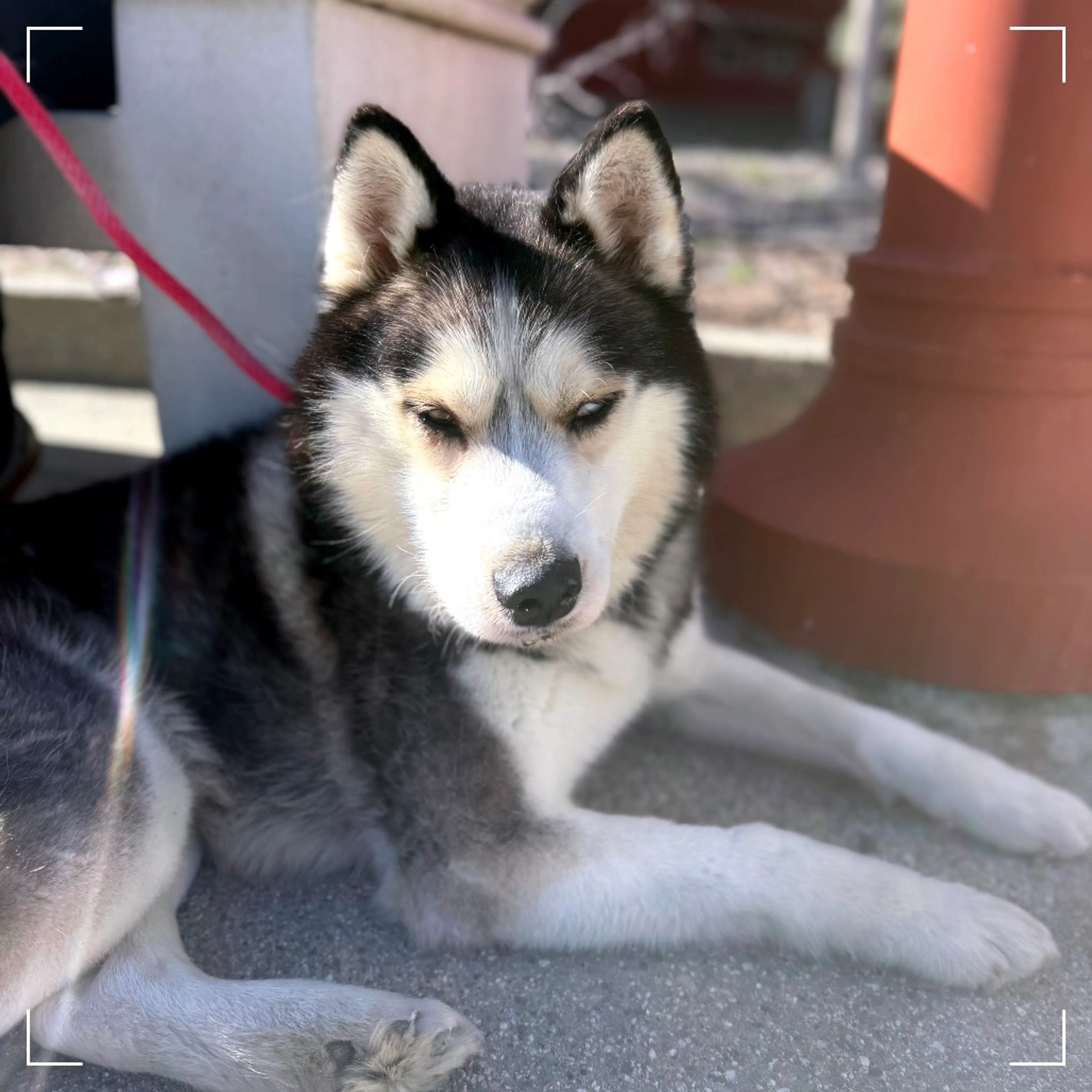 Found pet-4