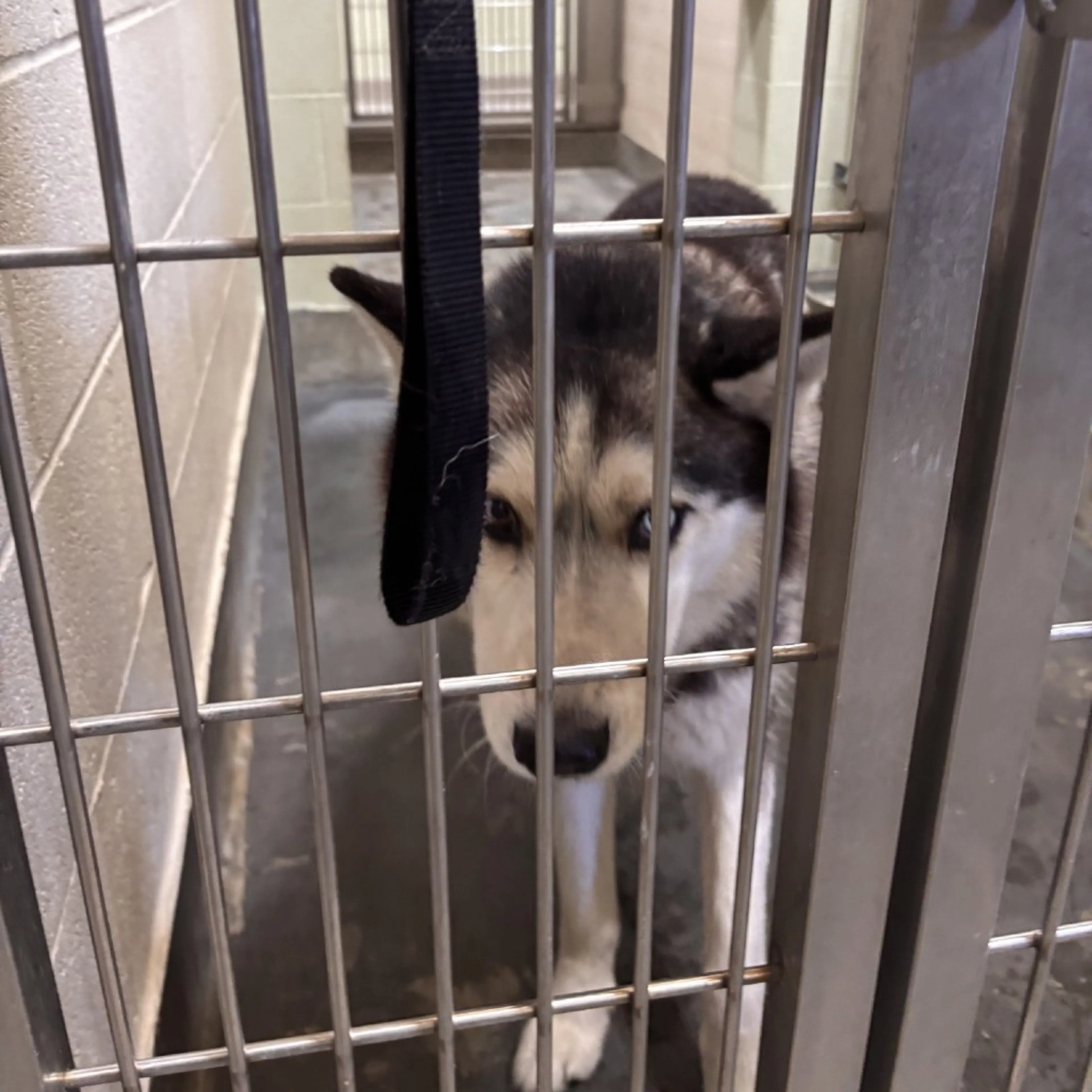Found pet-1