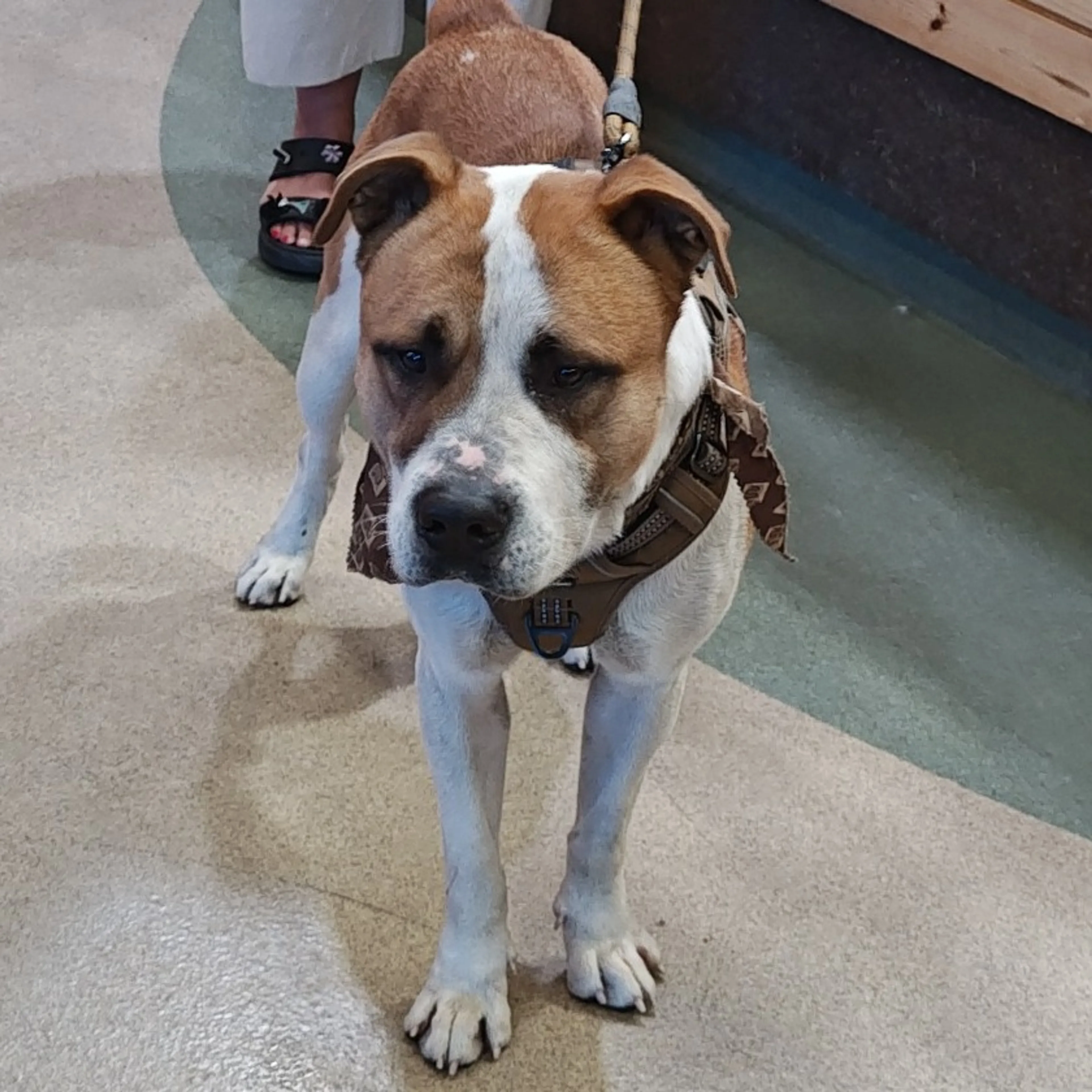 Found pet-1