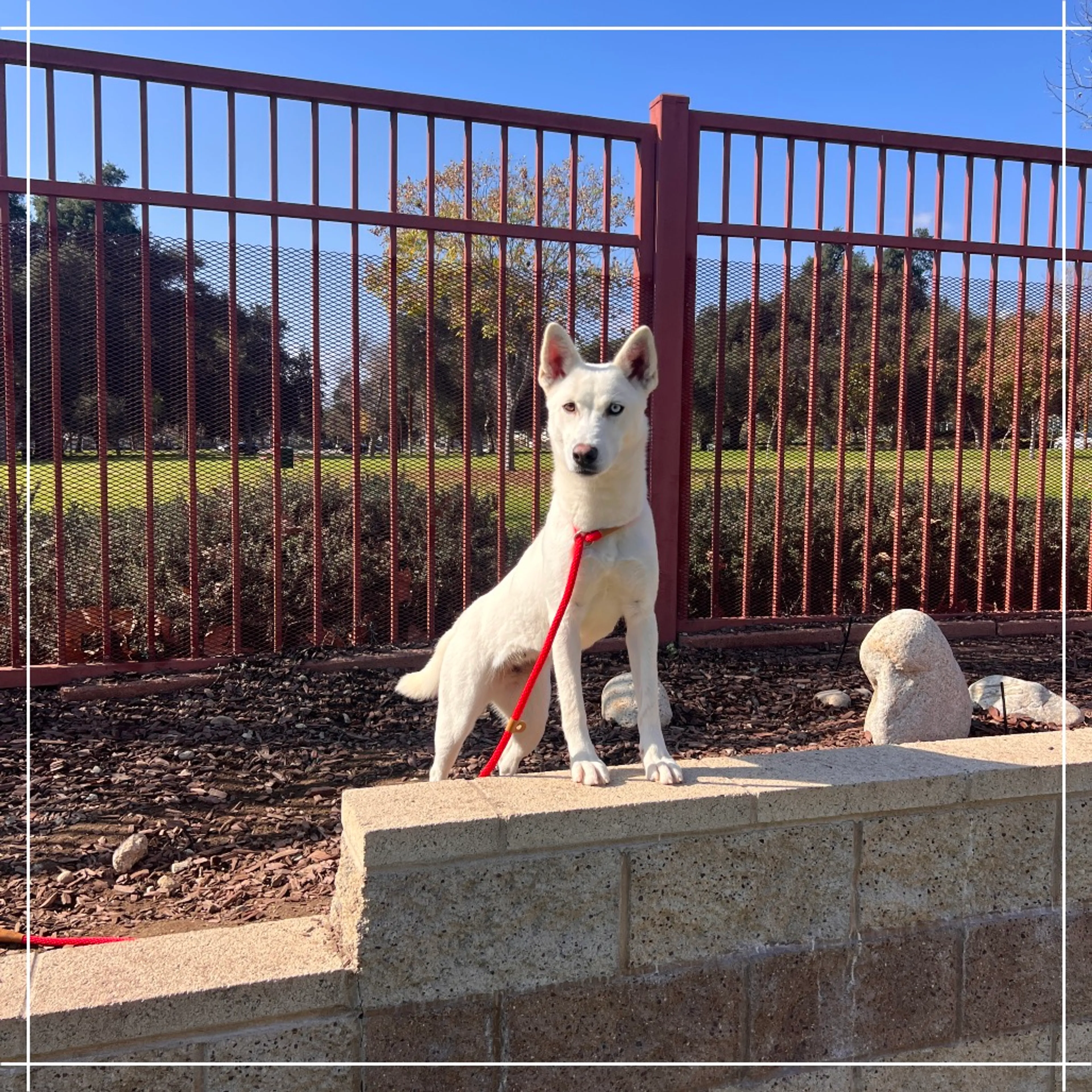 Found pet-4