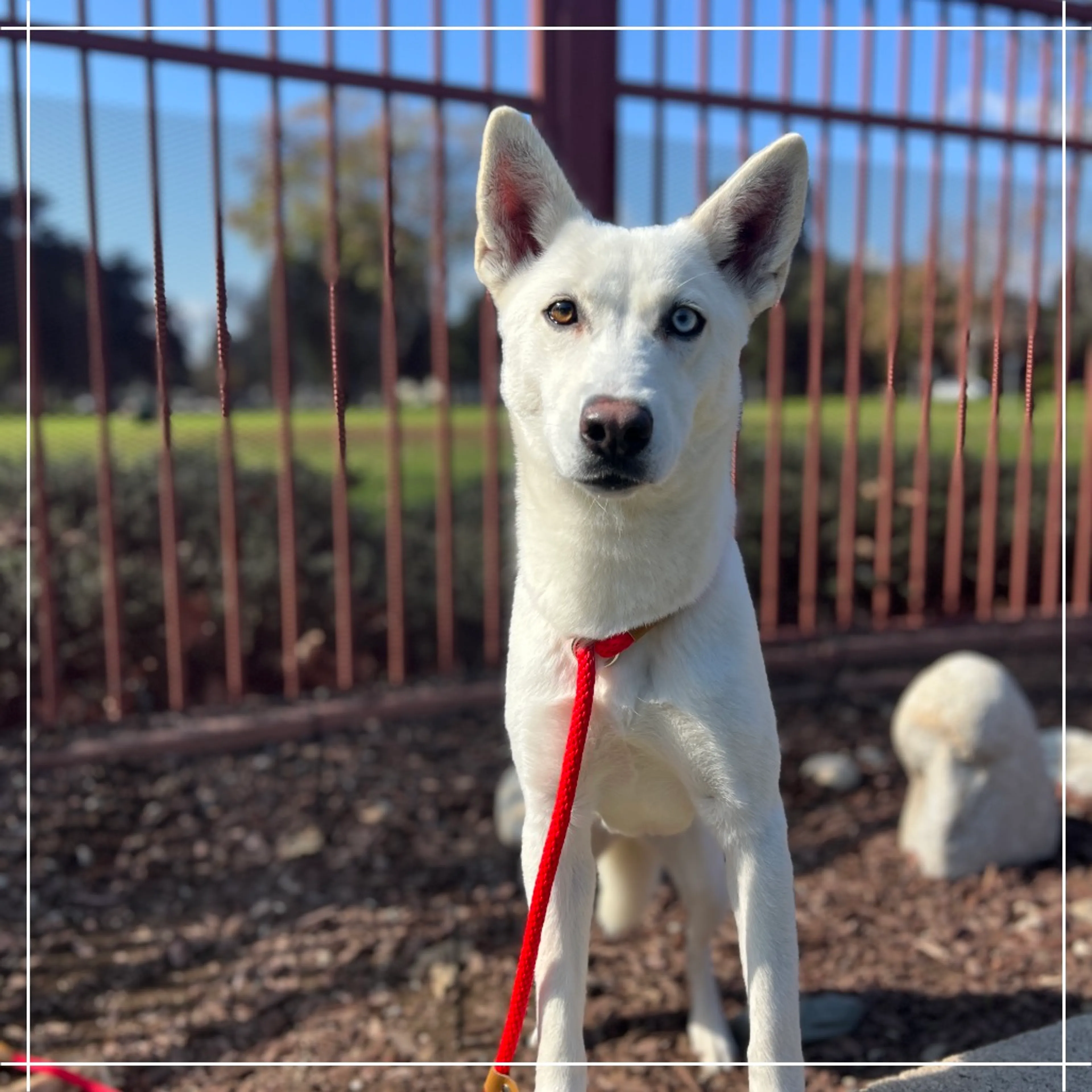 Found pet-3