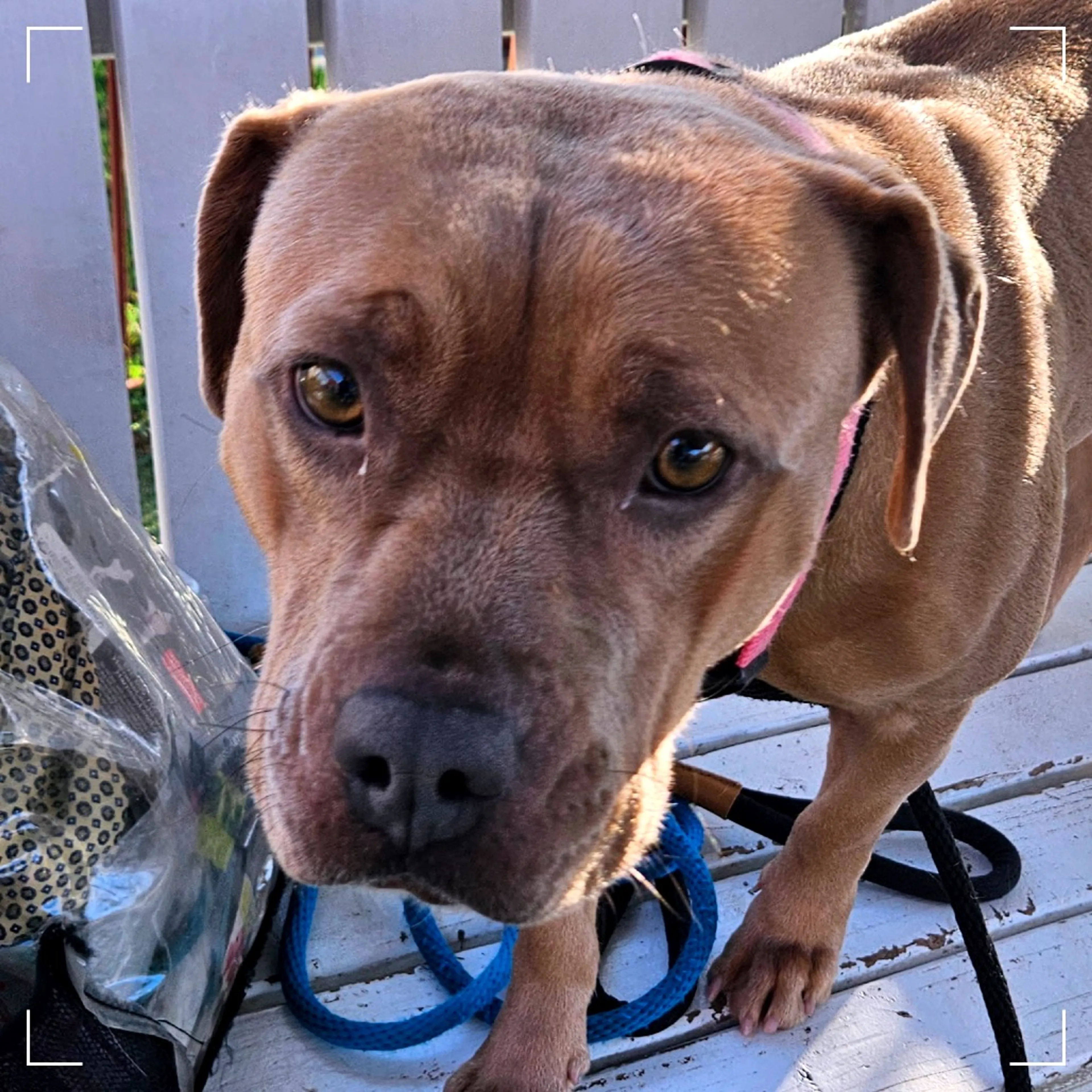 Found pet-4