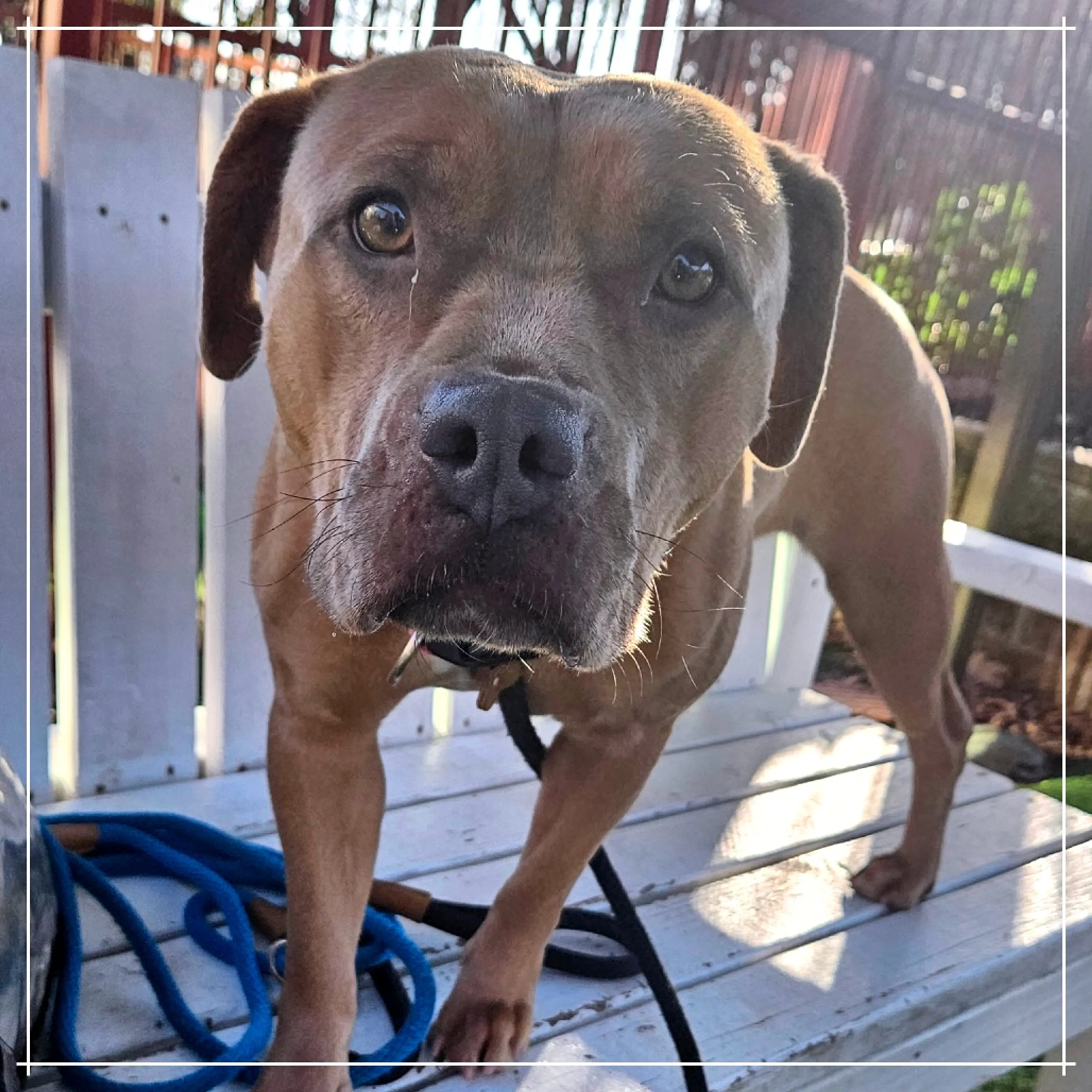 Found pet-3