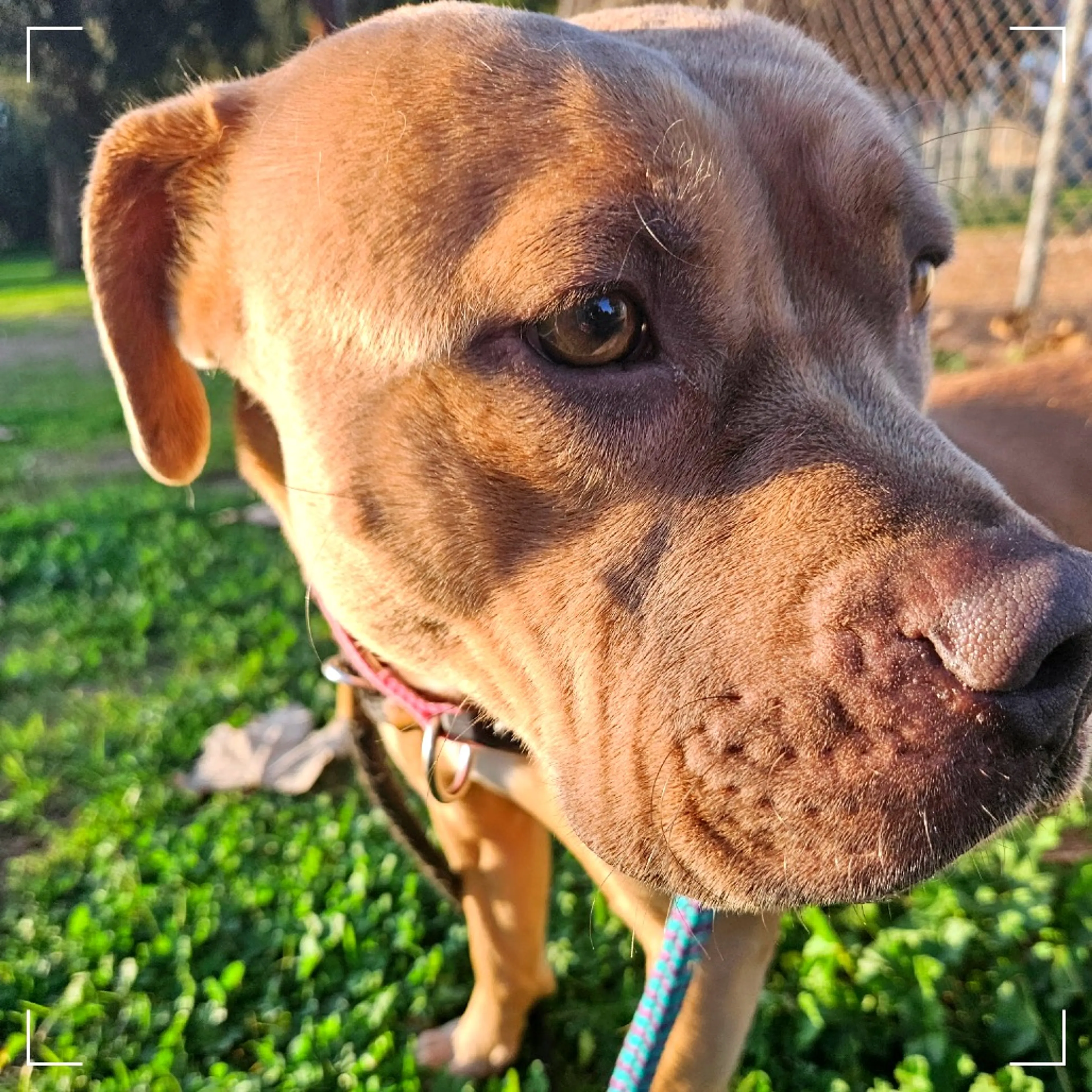 Found pet-5