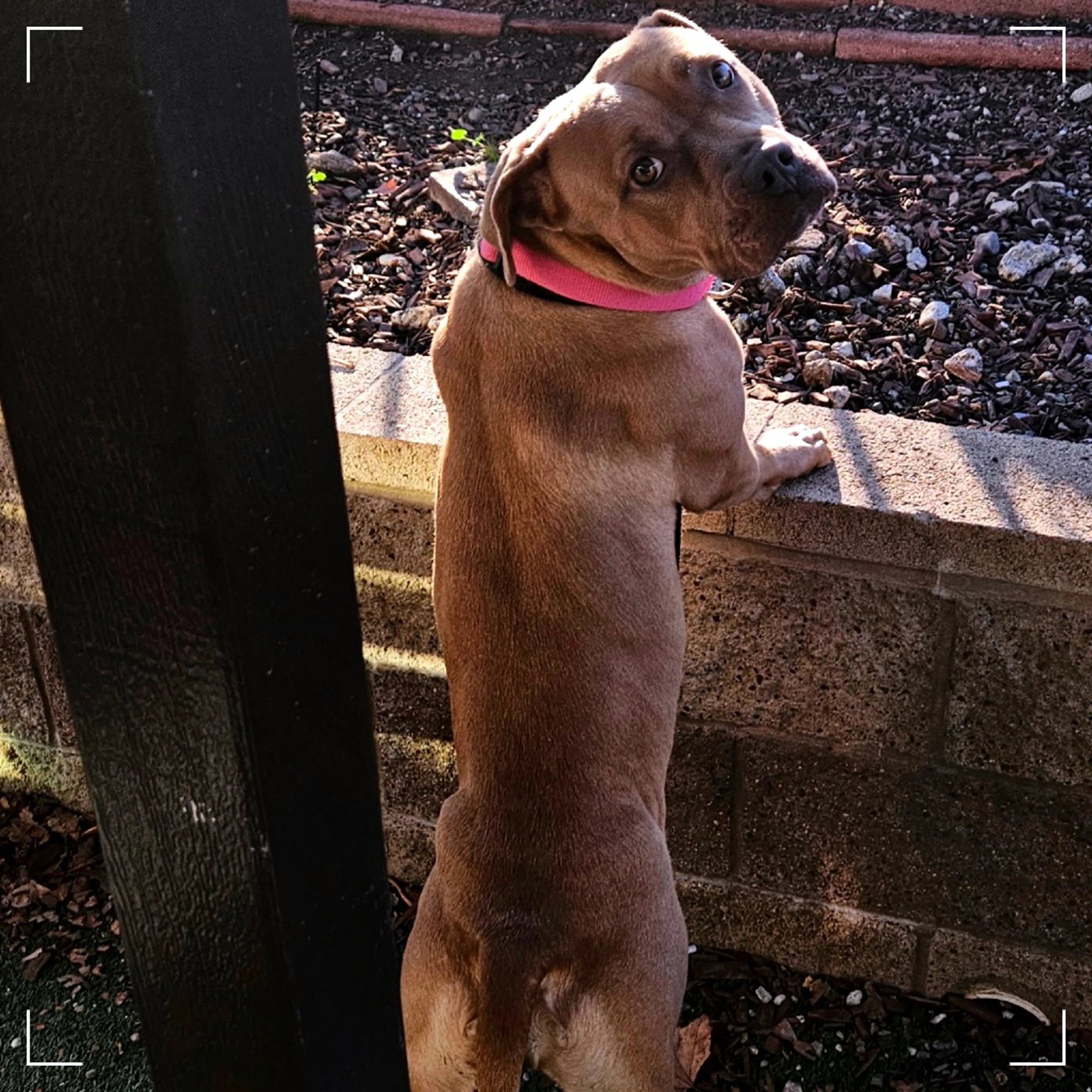 Found pet-6