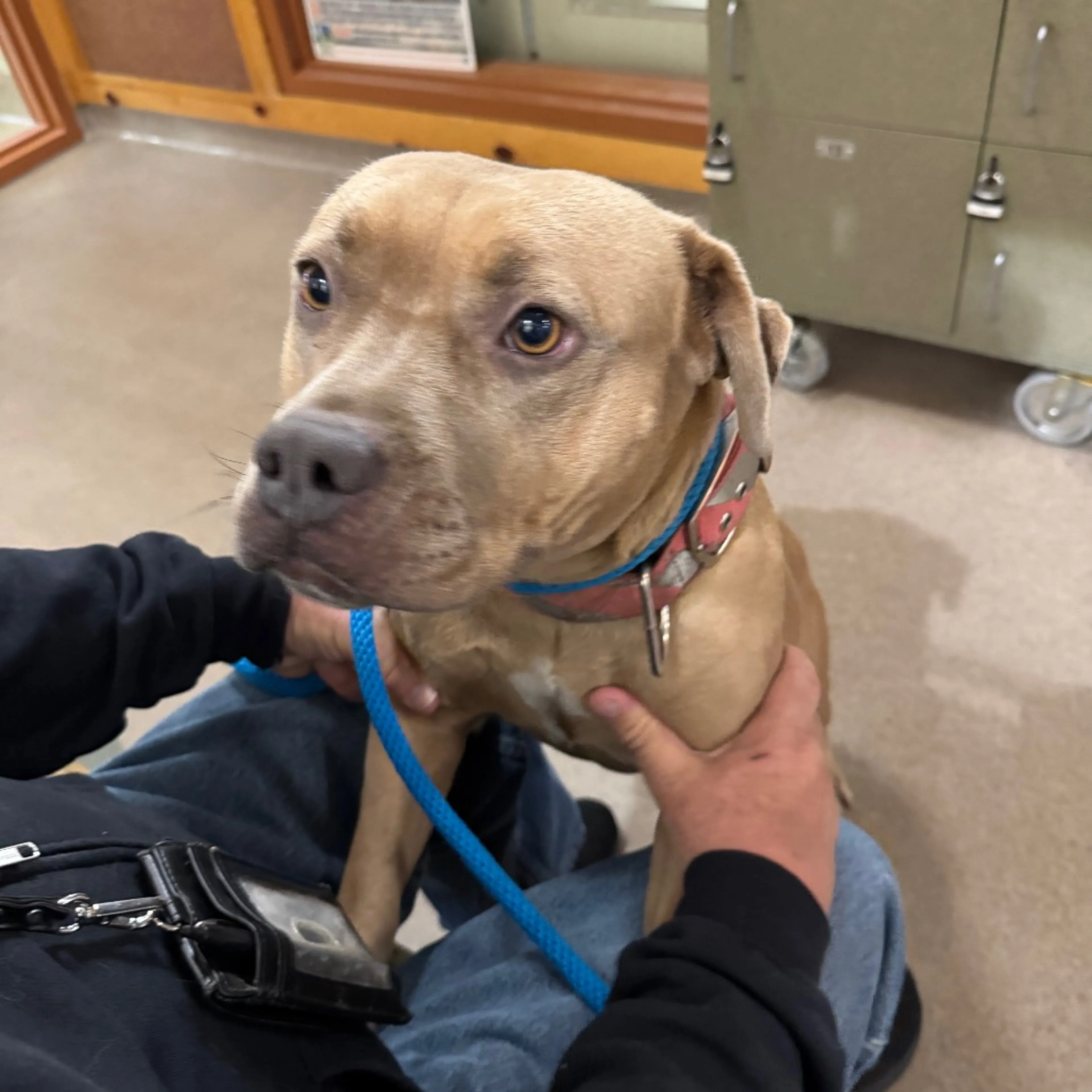 Found pet-1