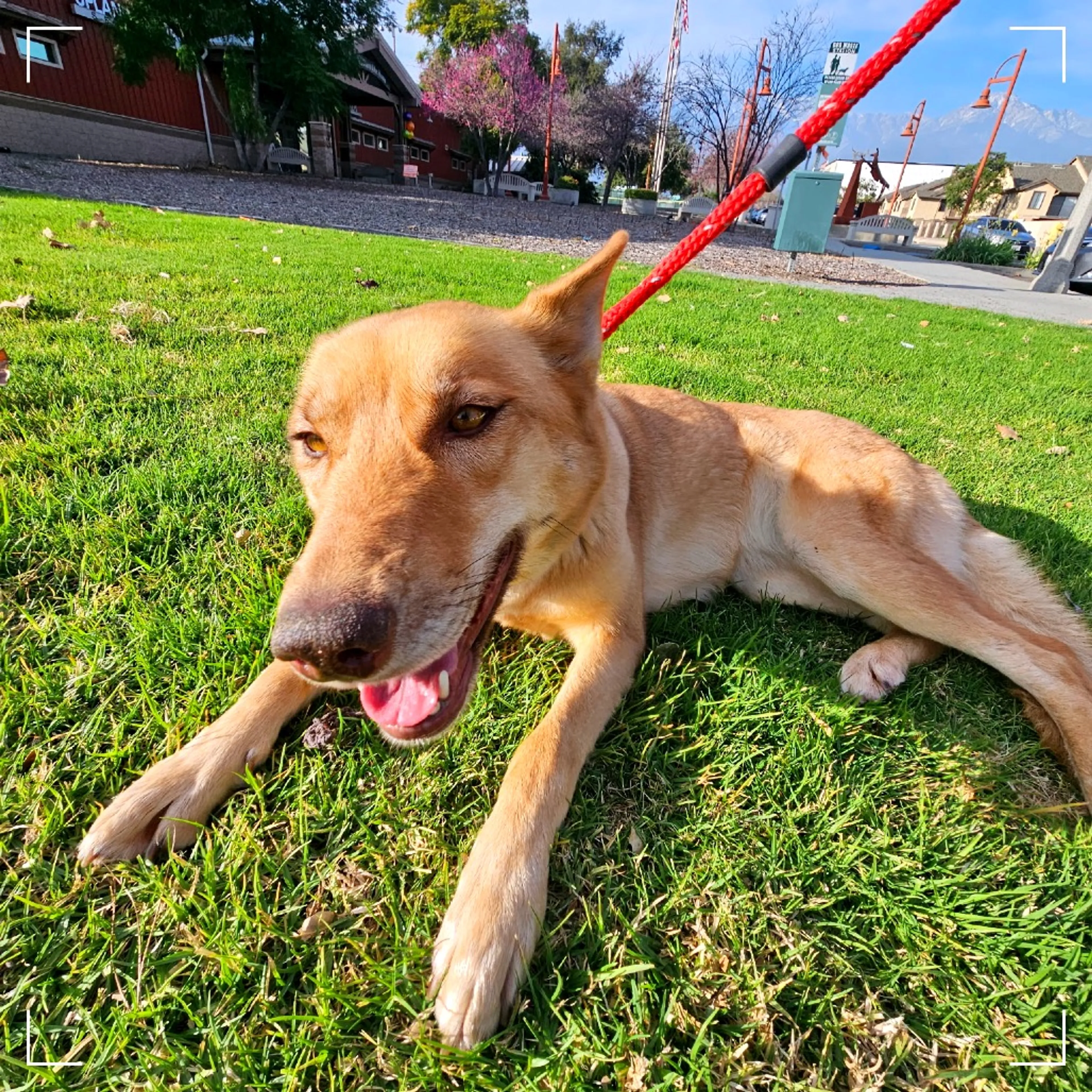 Found pet-8