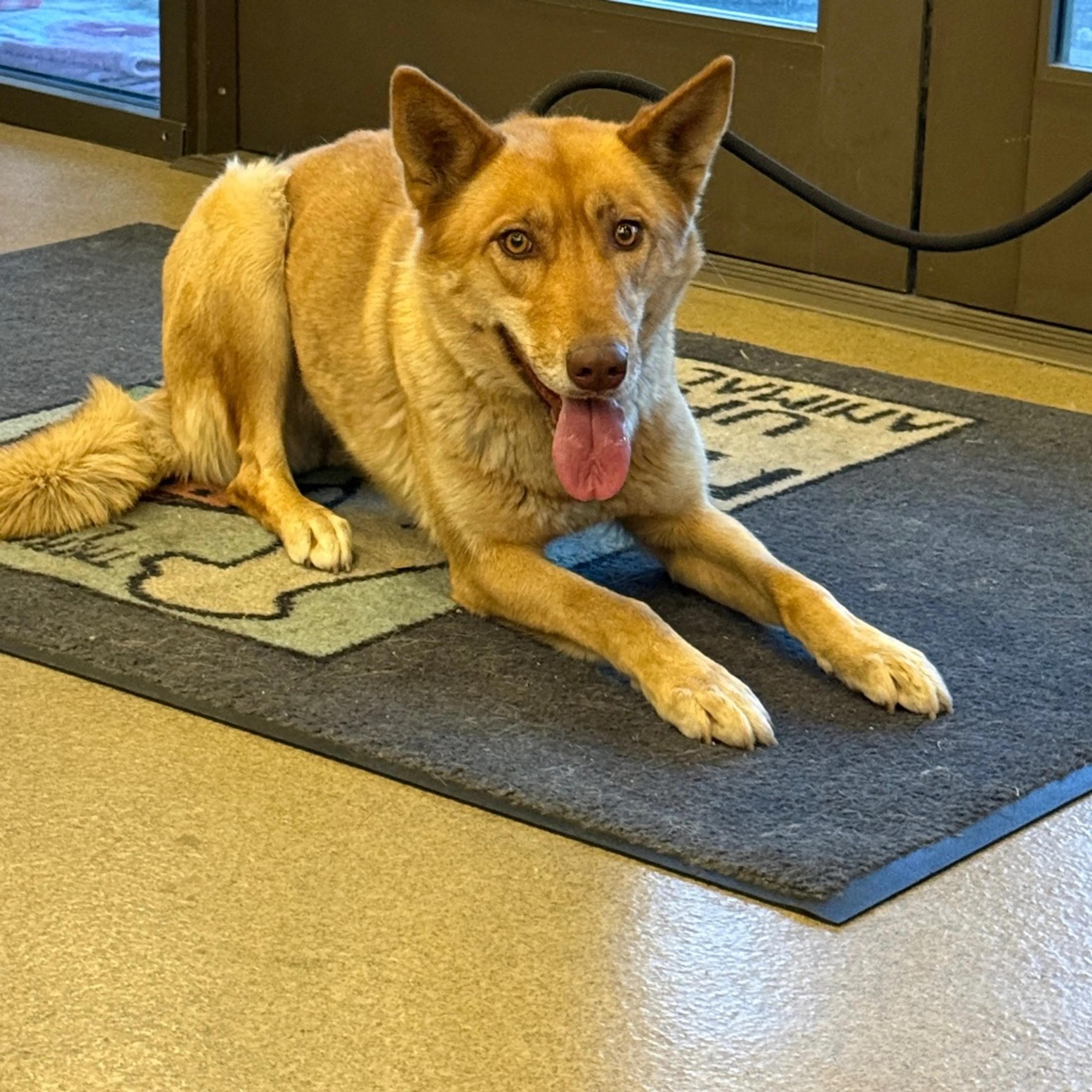 Found pet-1