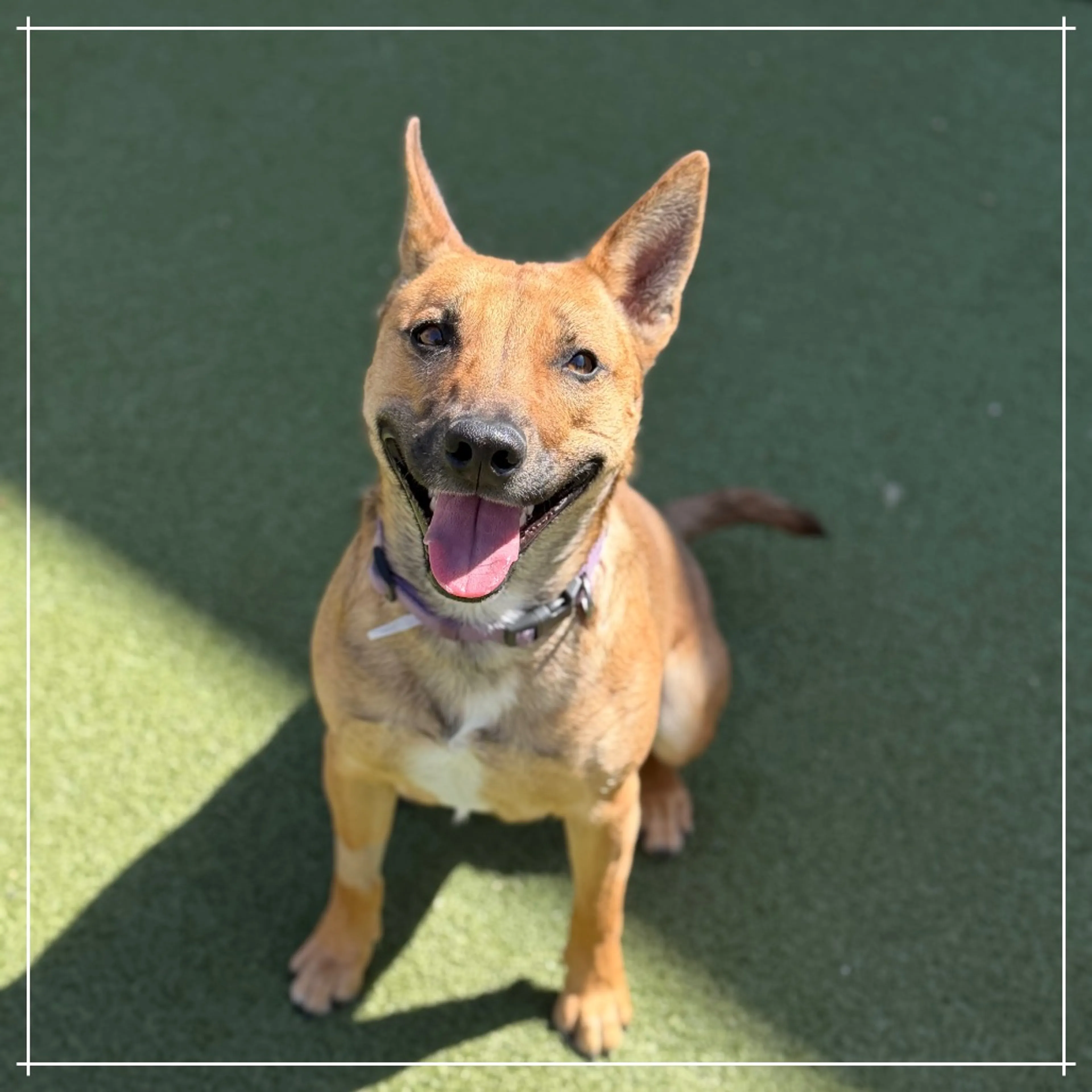 Found pet-3