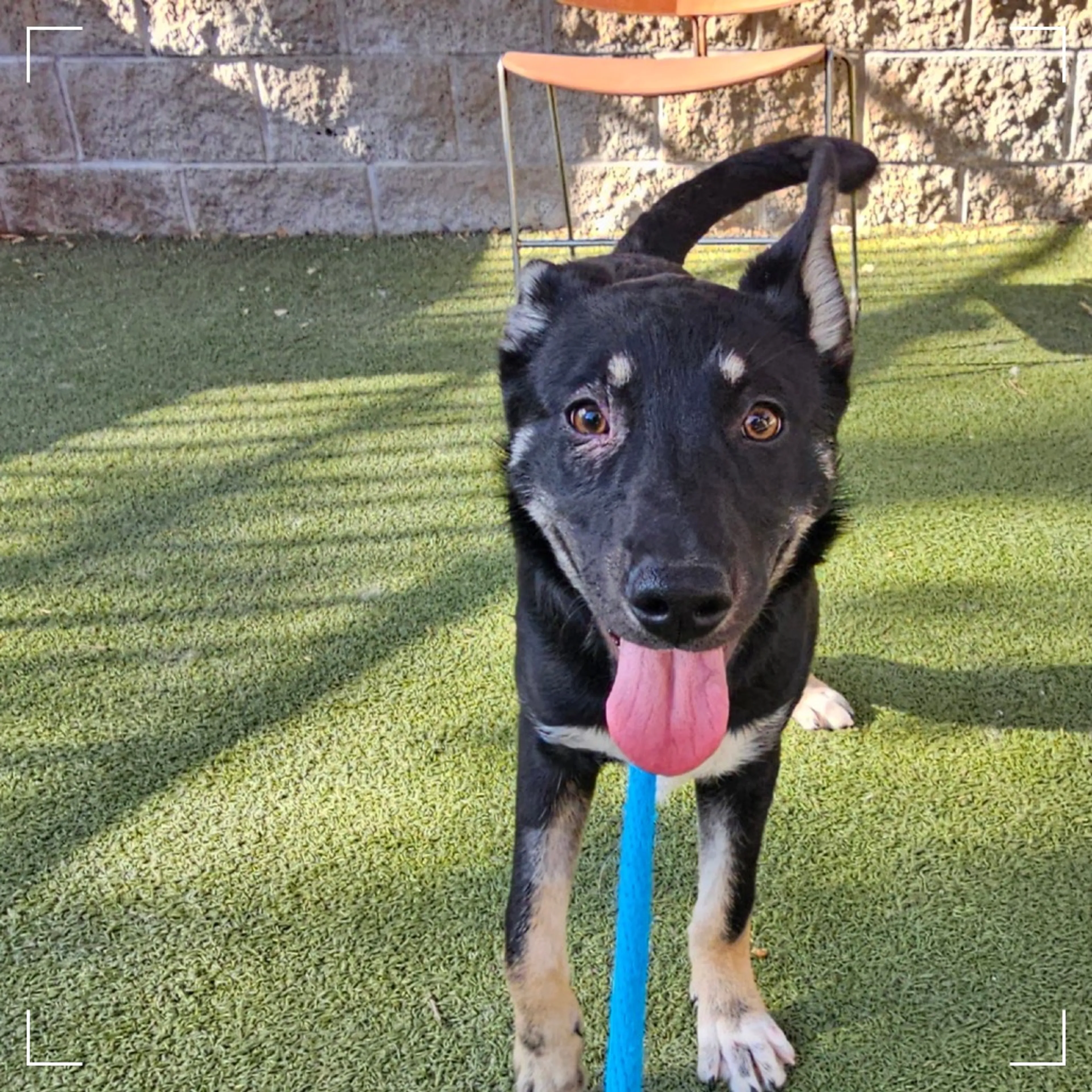Found pet-3