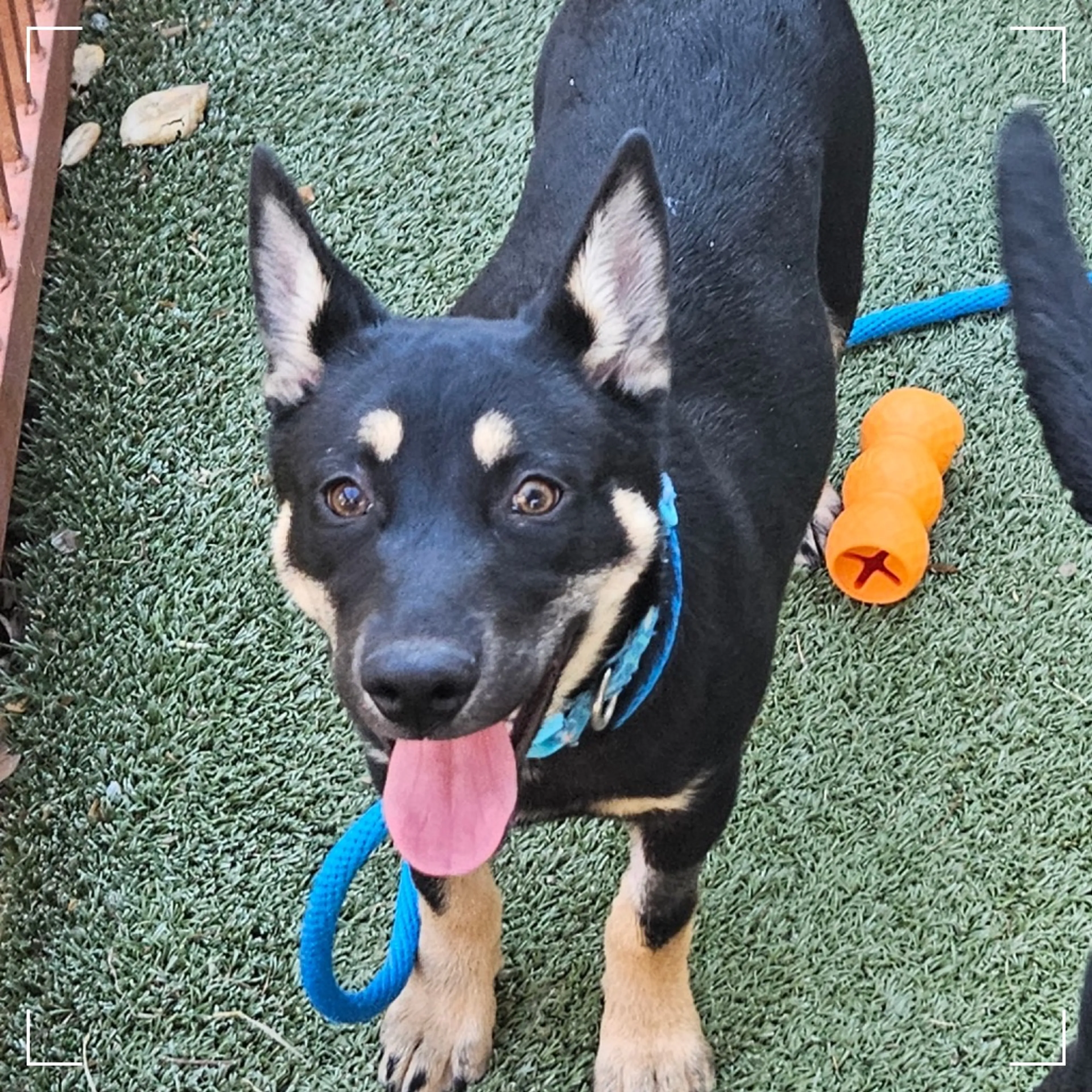 Found pet-5