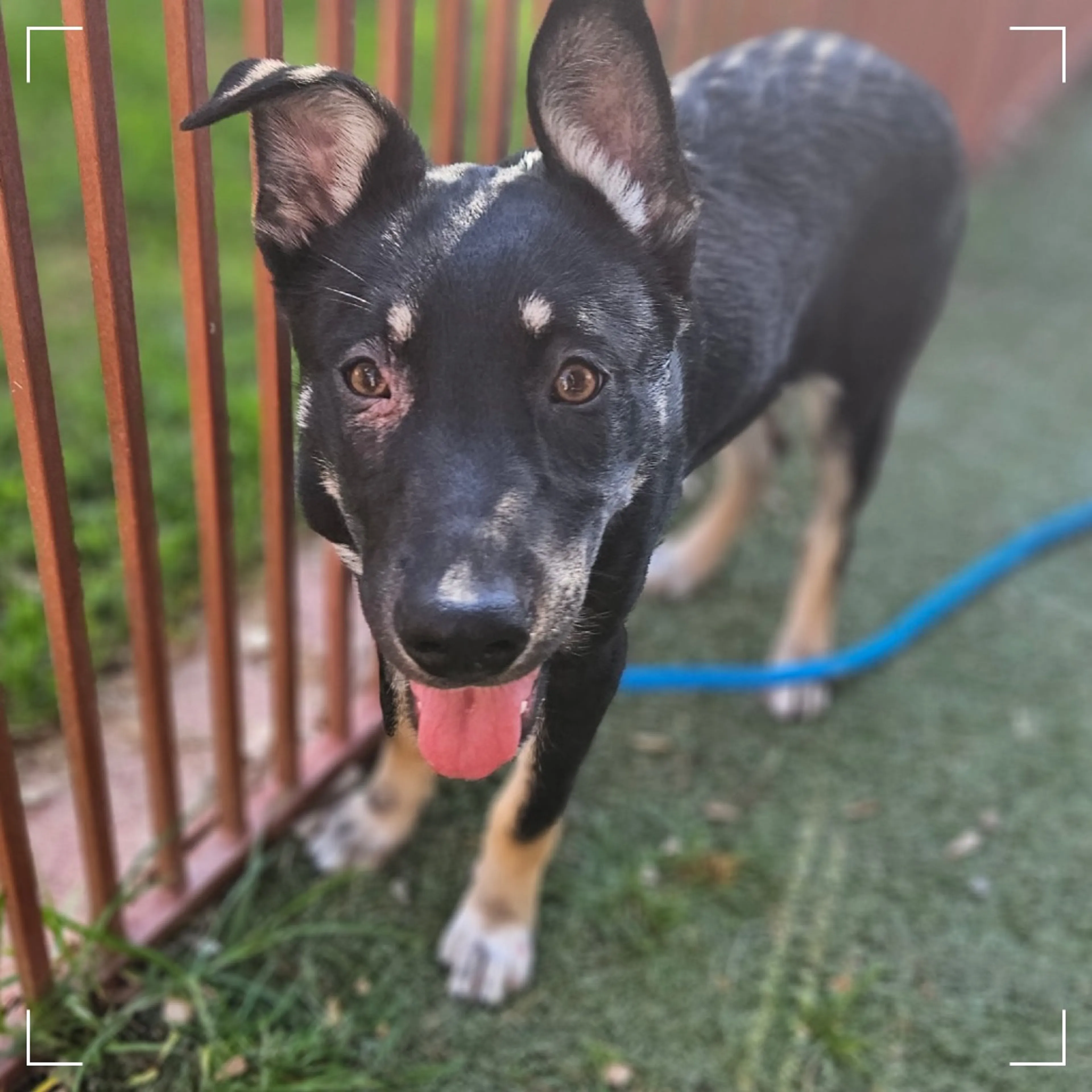Found pet-4