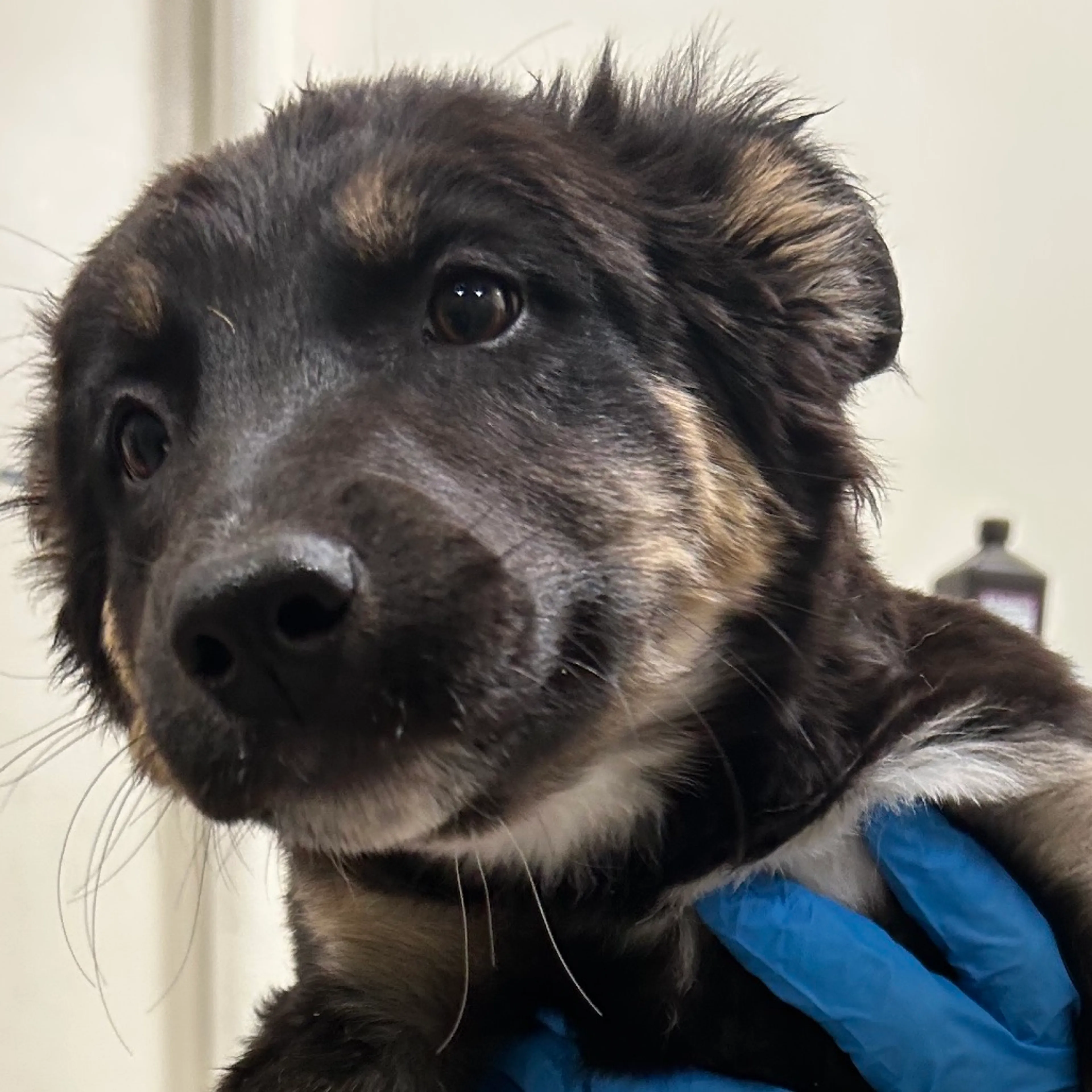 Found pet-1