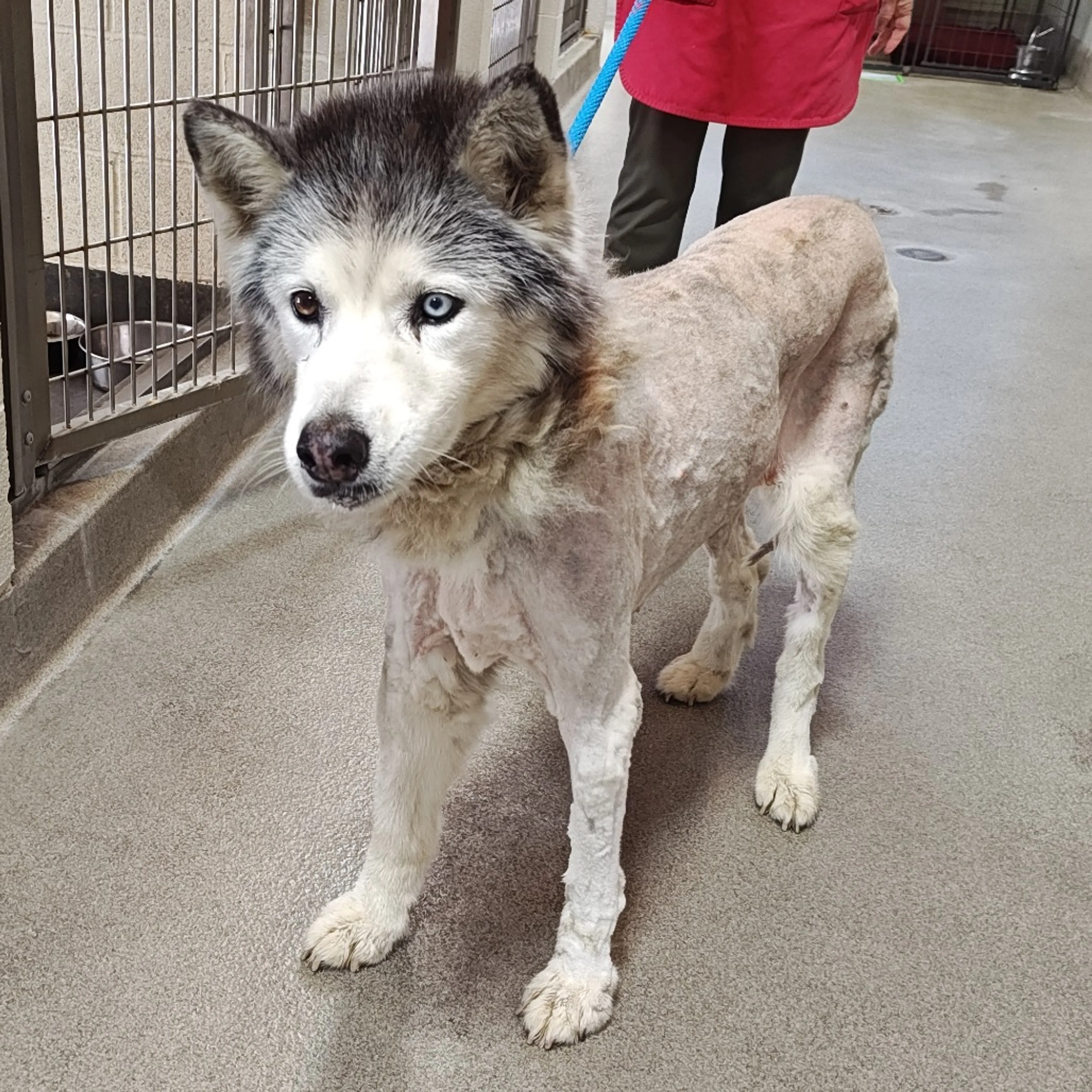 Found pet-3