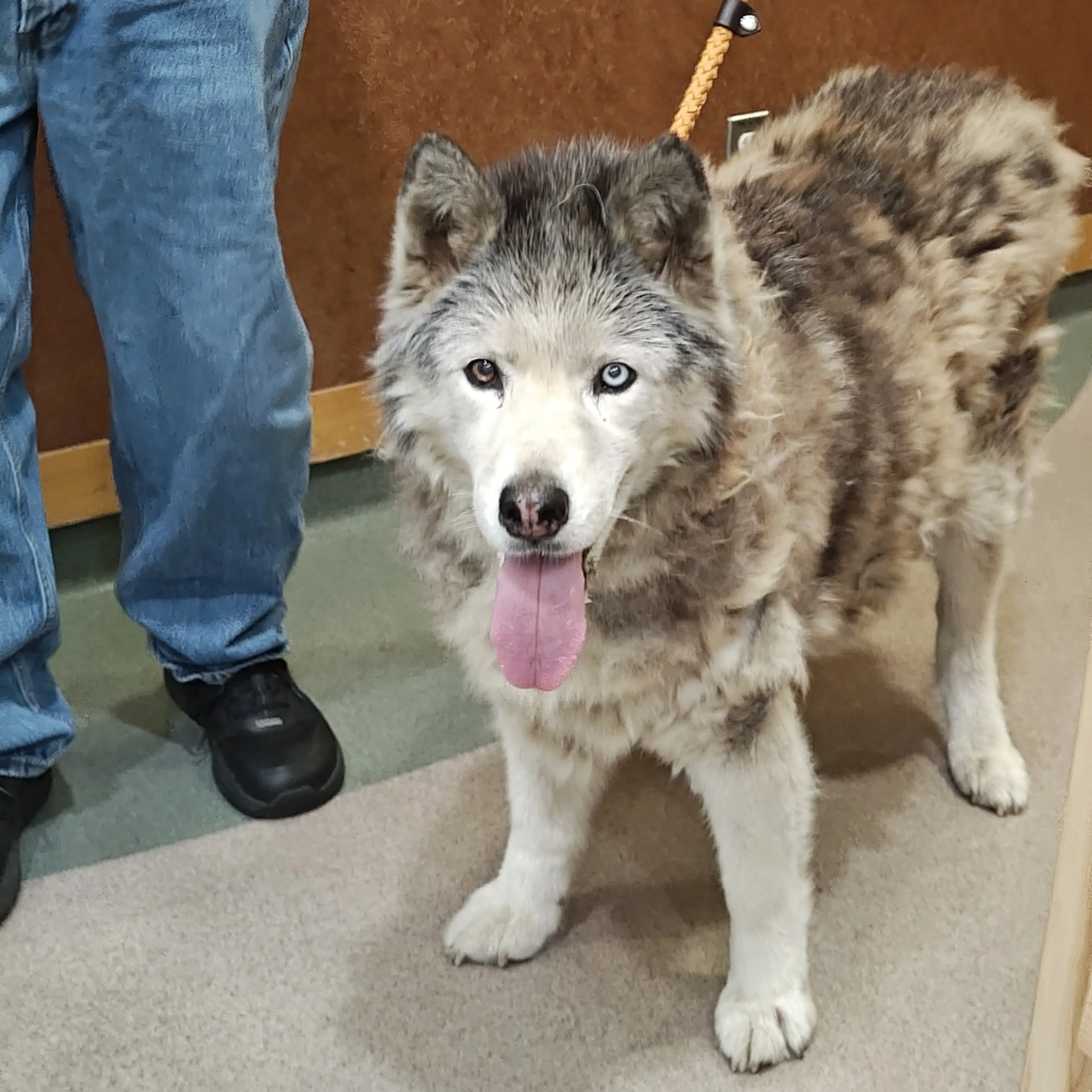 Found pet-1