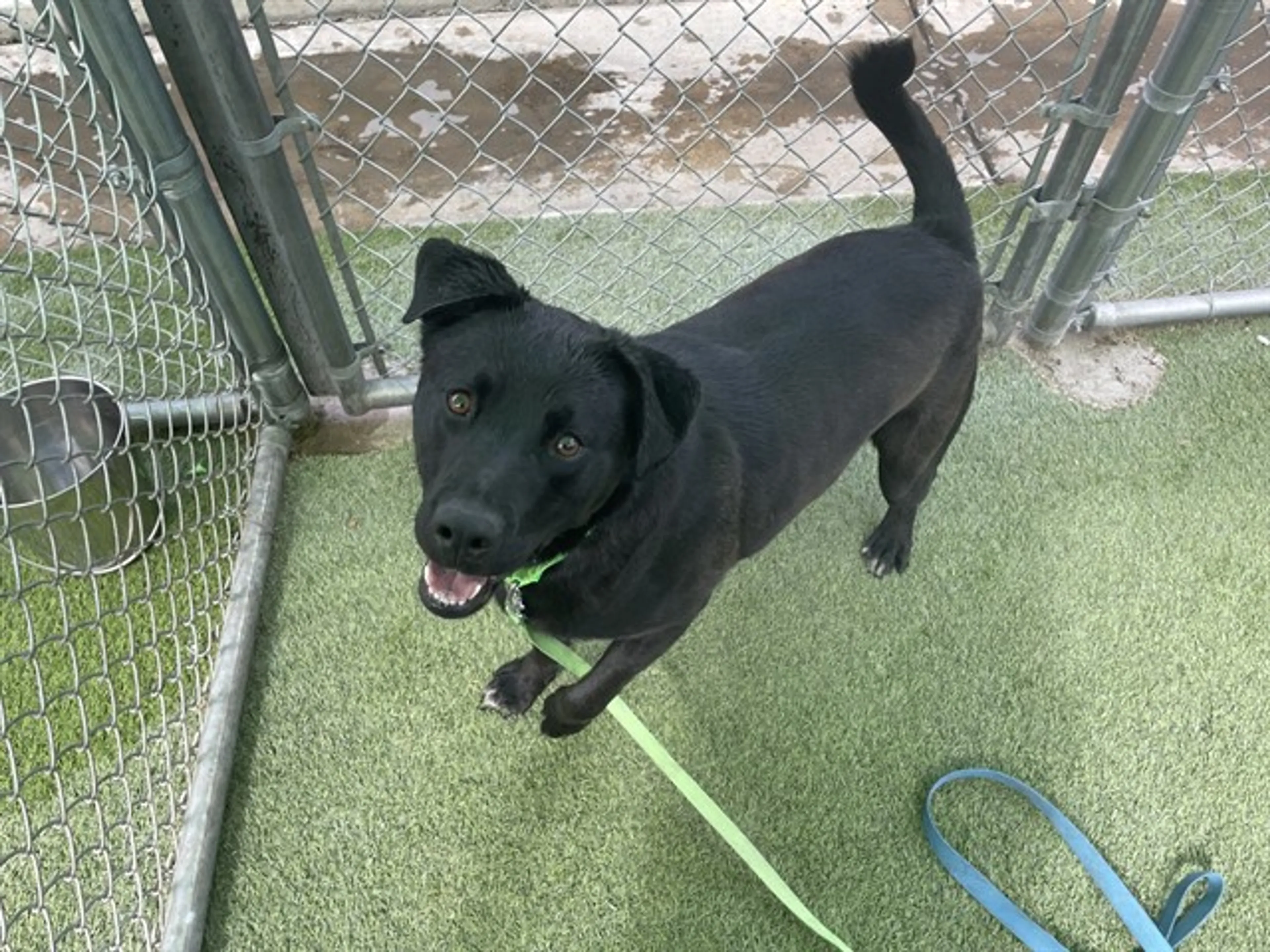 Found pet