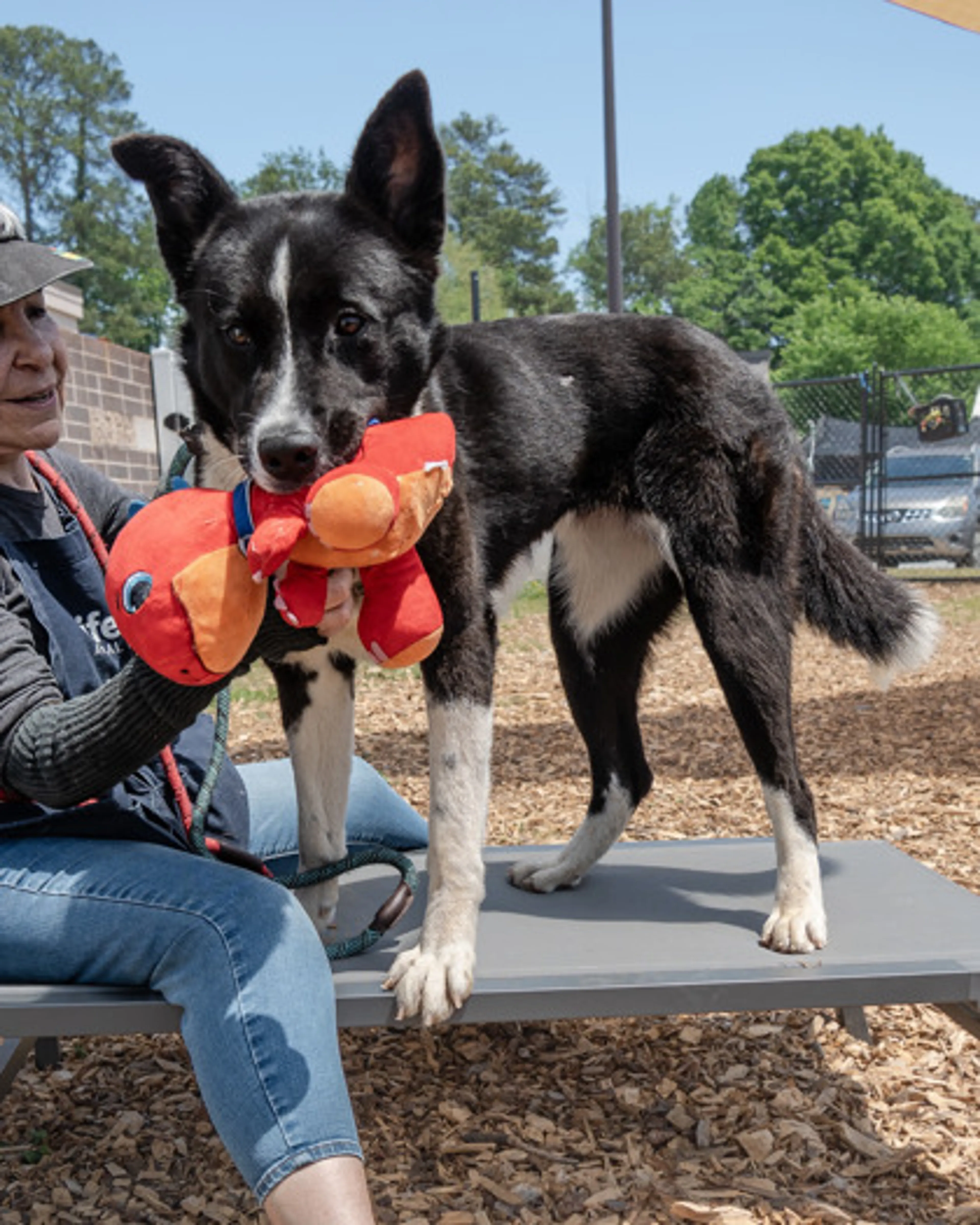 Found pet