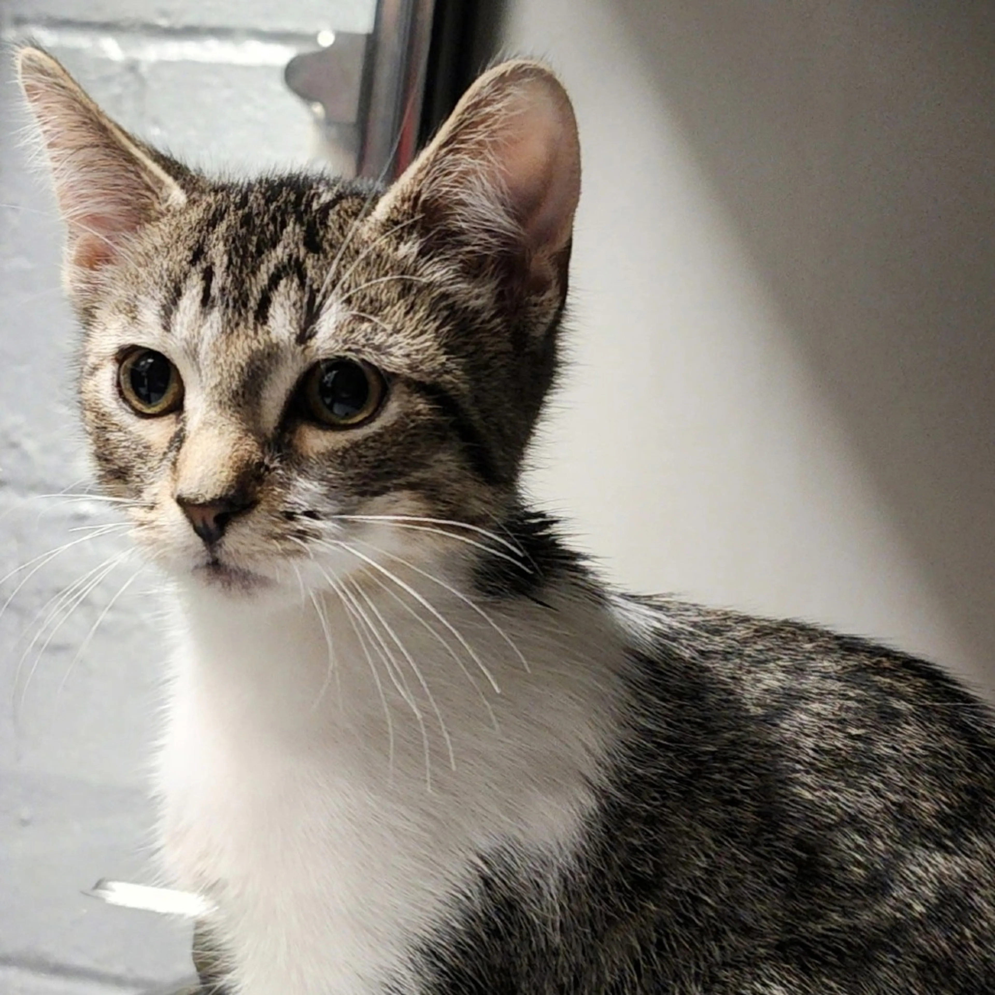 Found pet-0