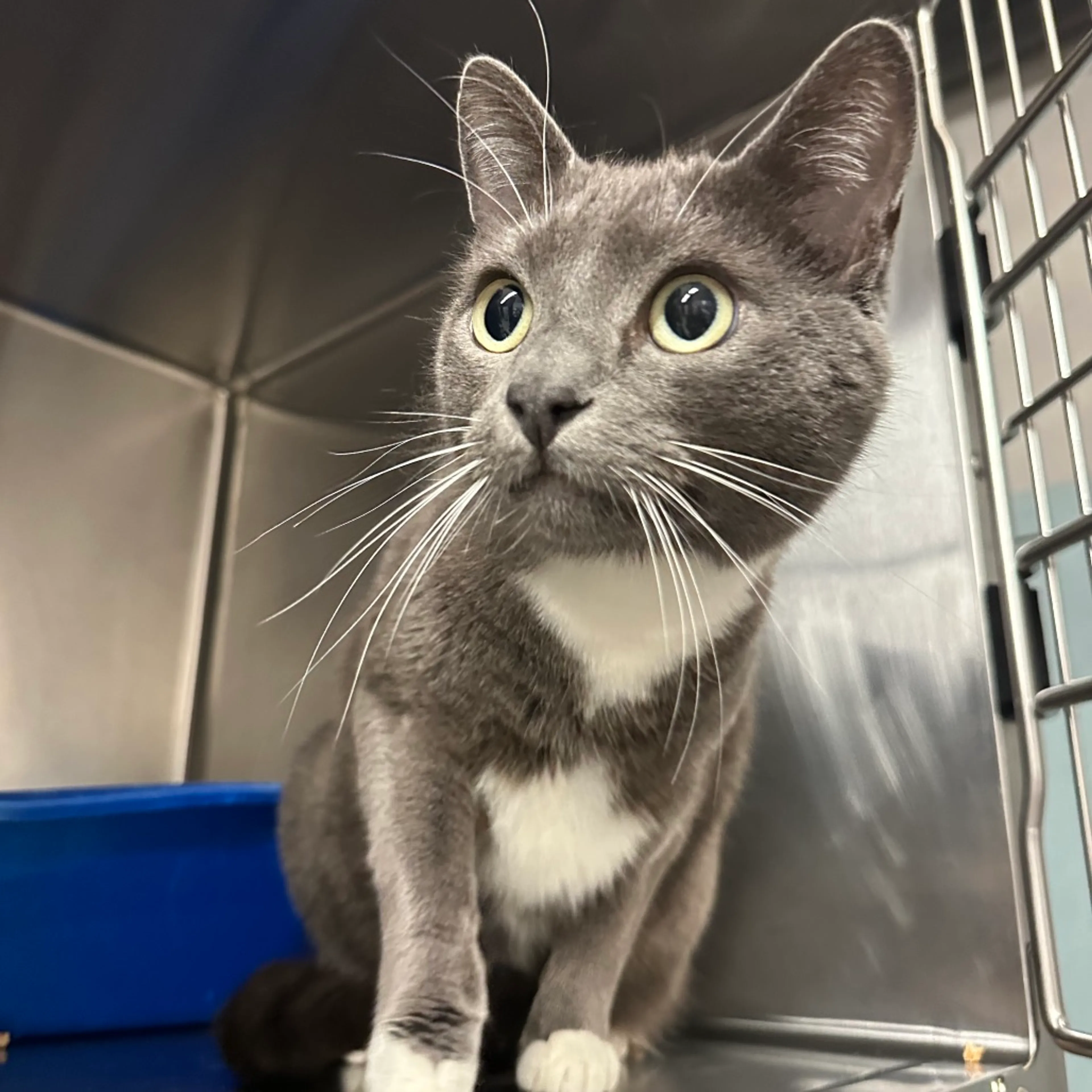 Found pet-3