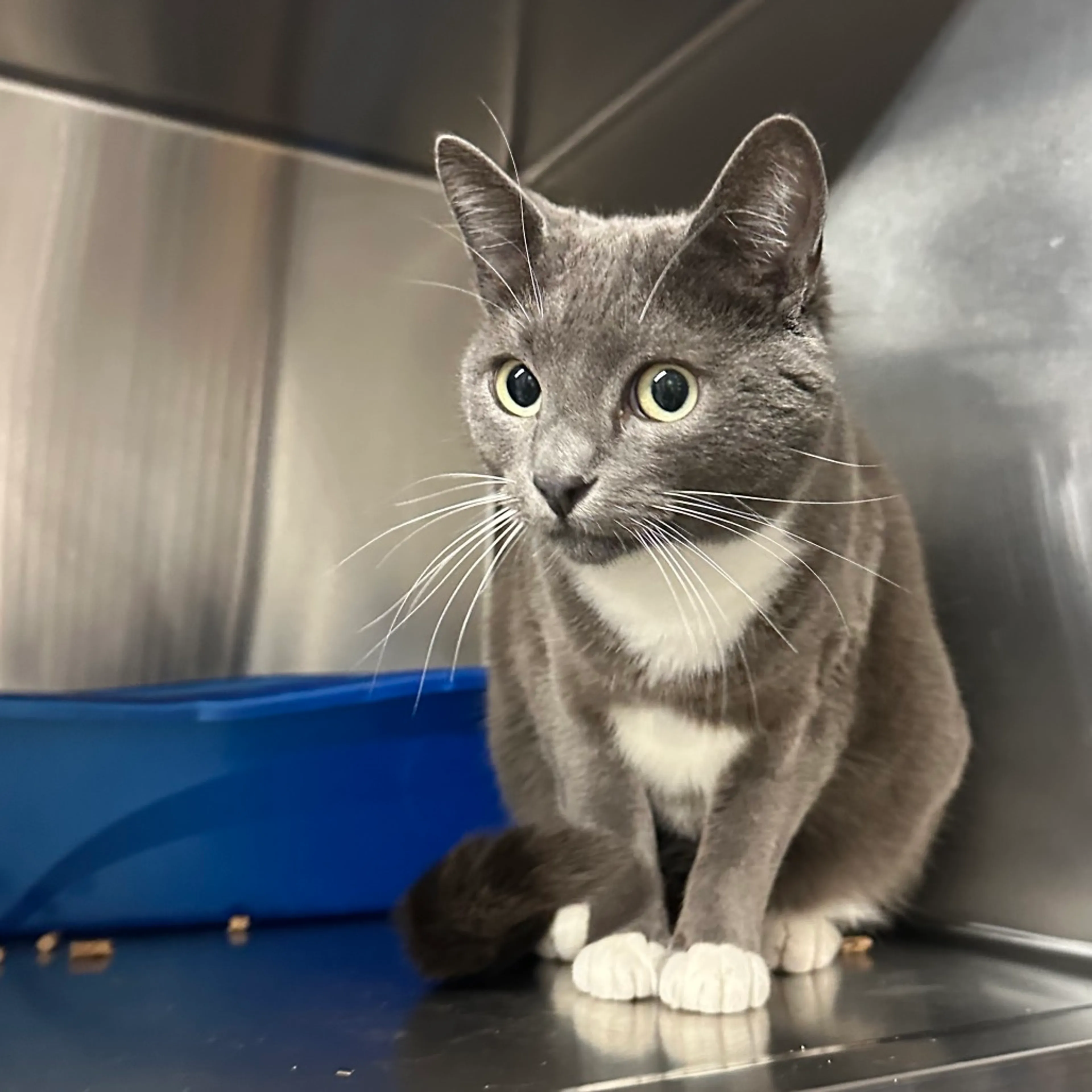 Found pet-1