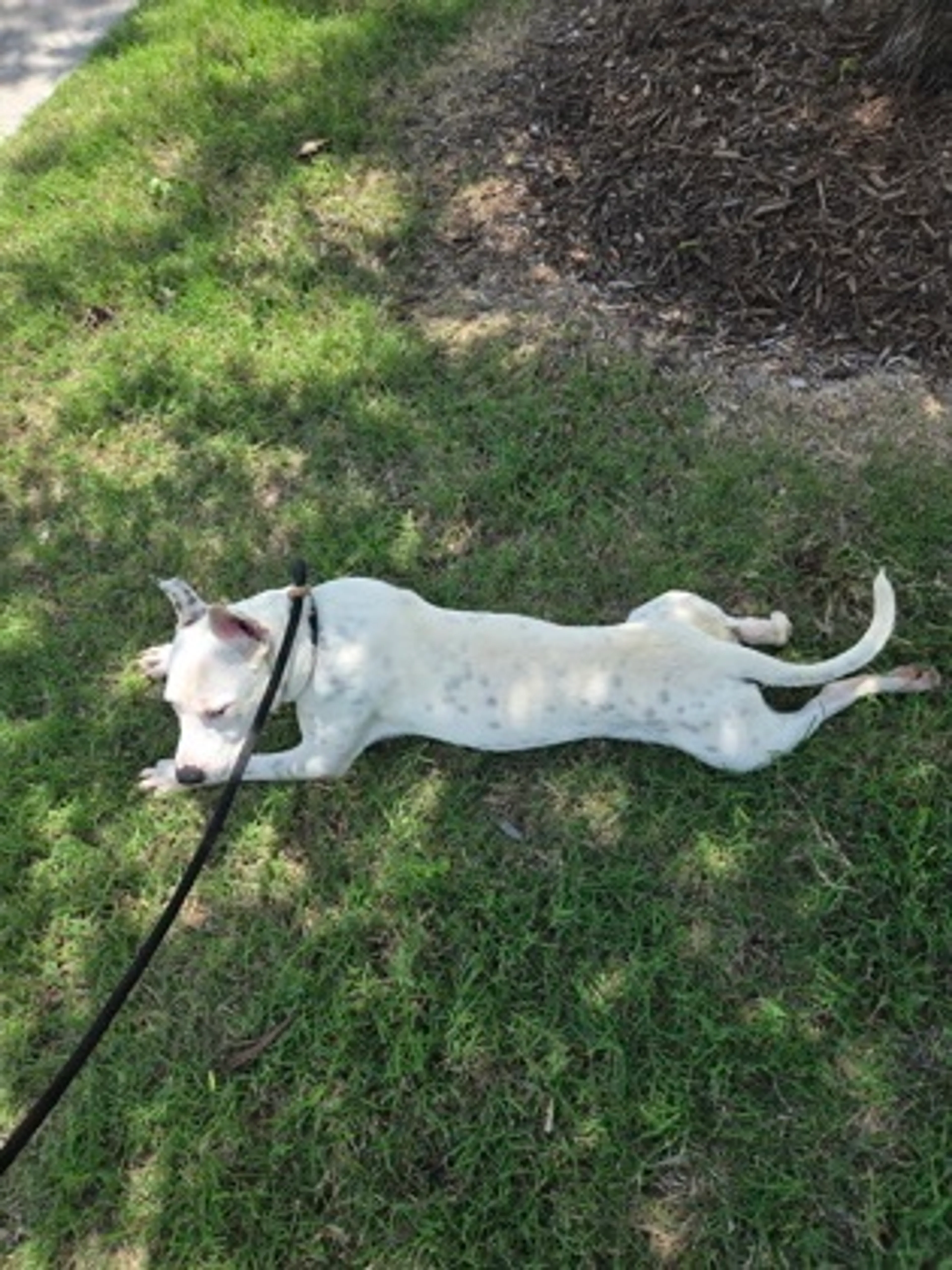 Found pet-2