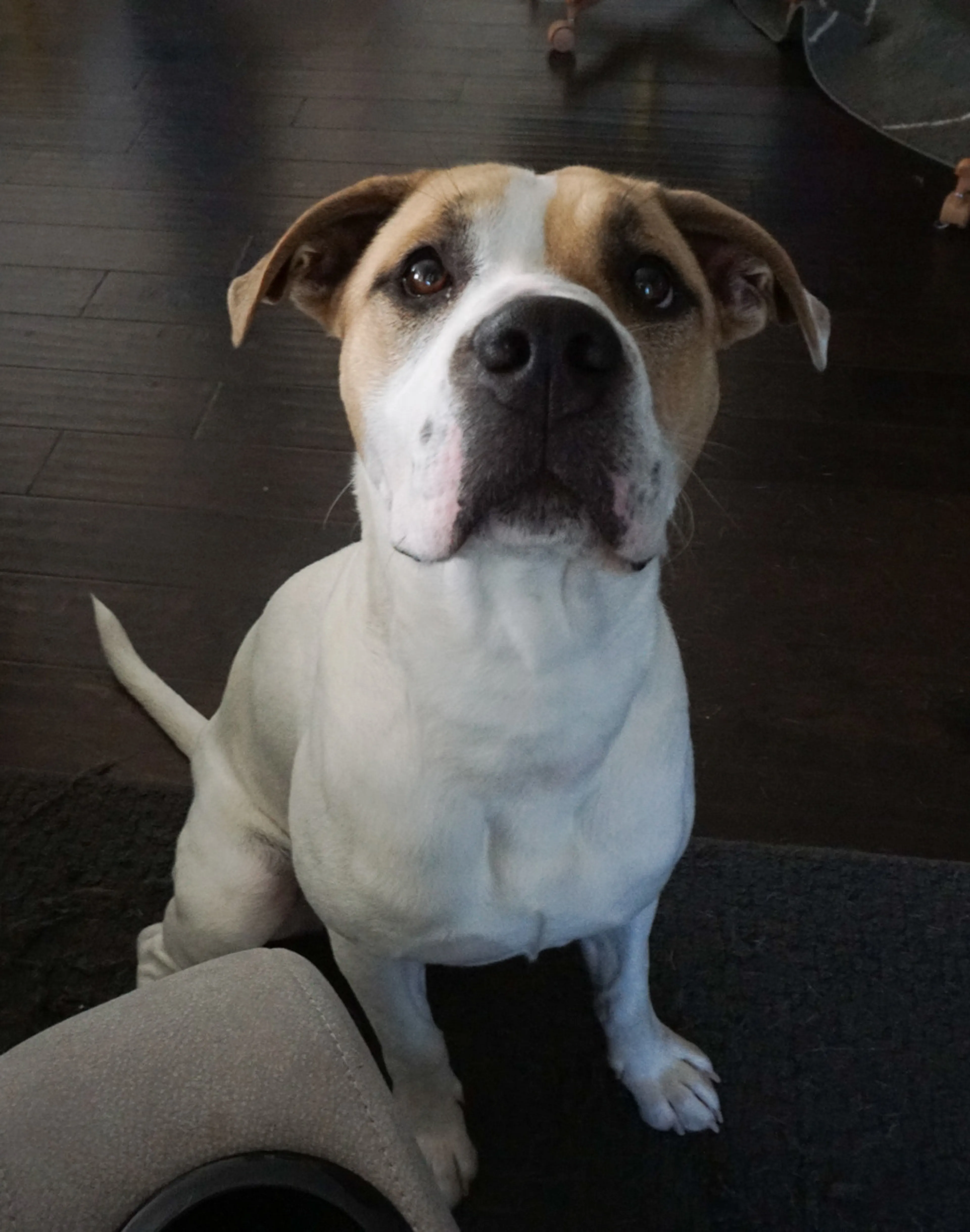 Found pet