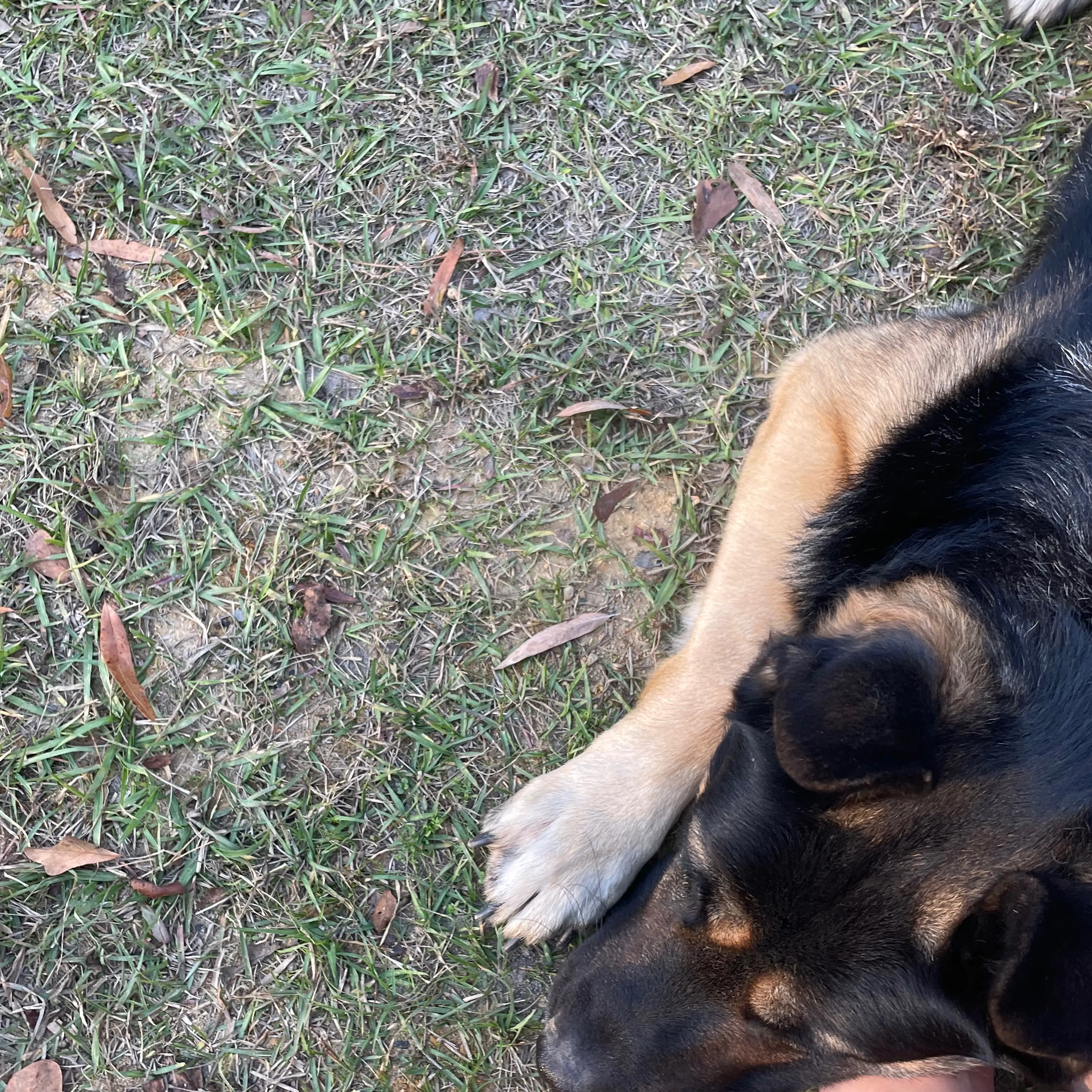 Lost pet-2