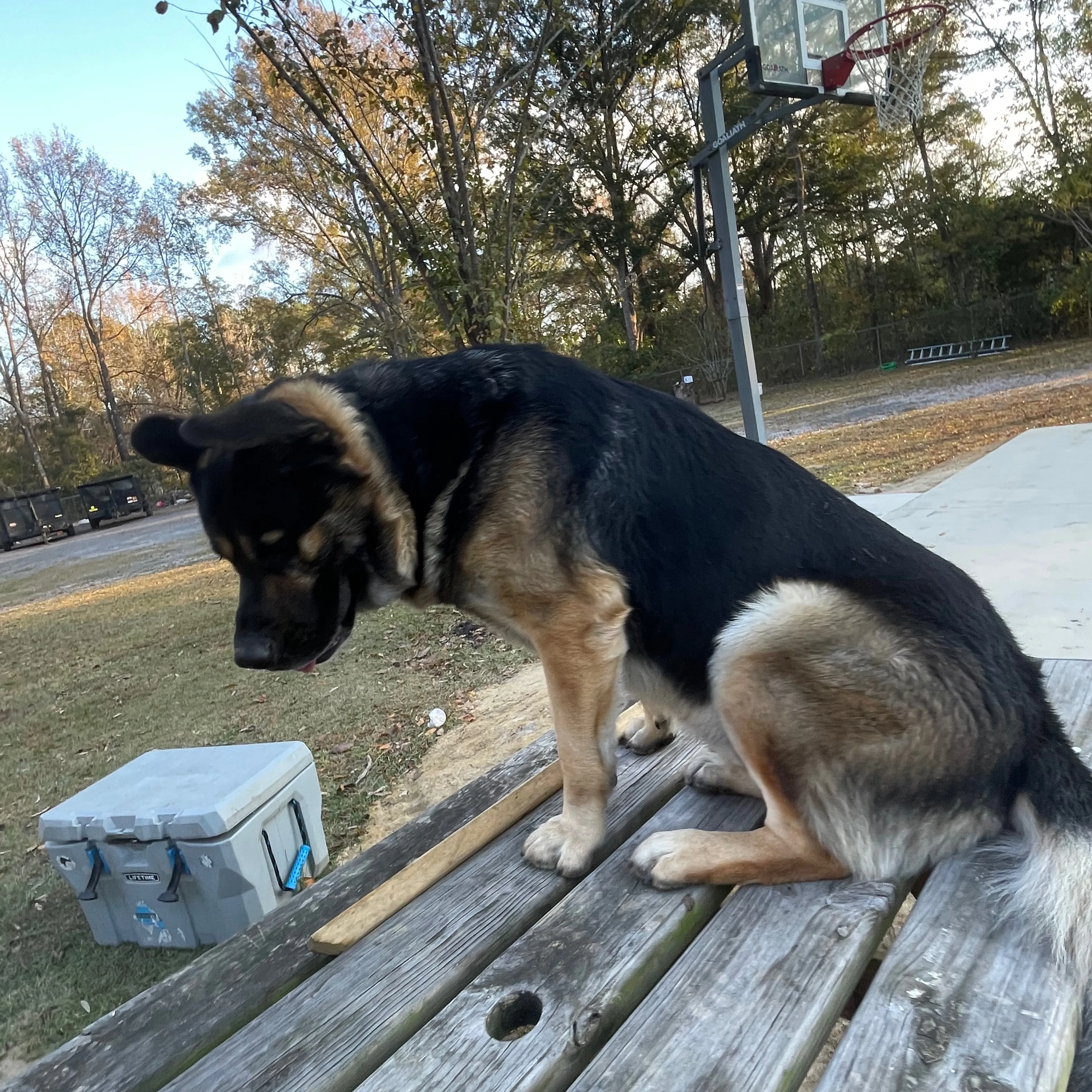 Lost pet-1