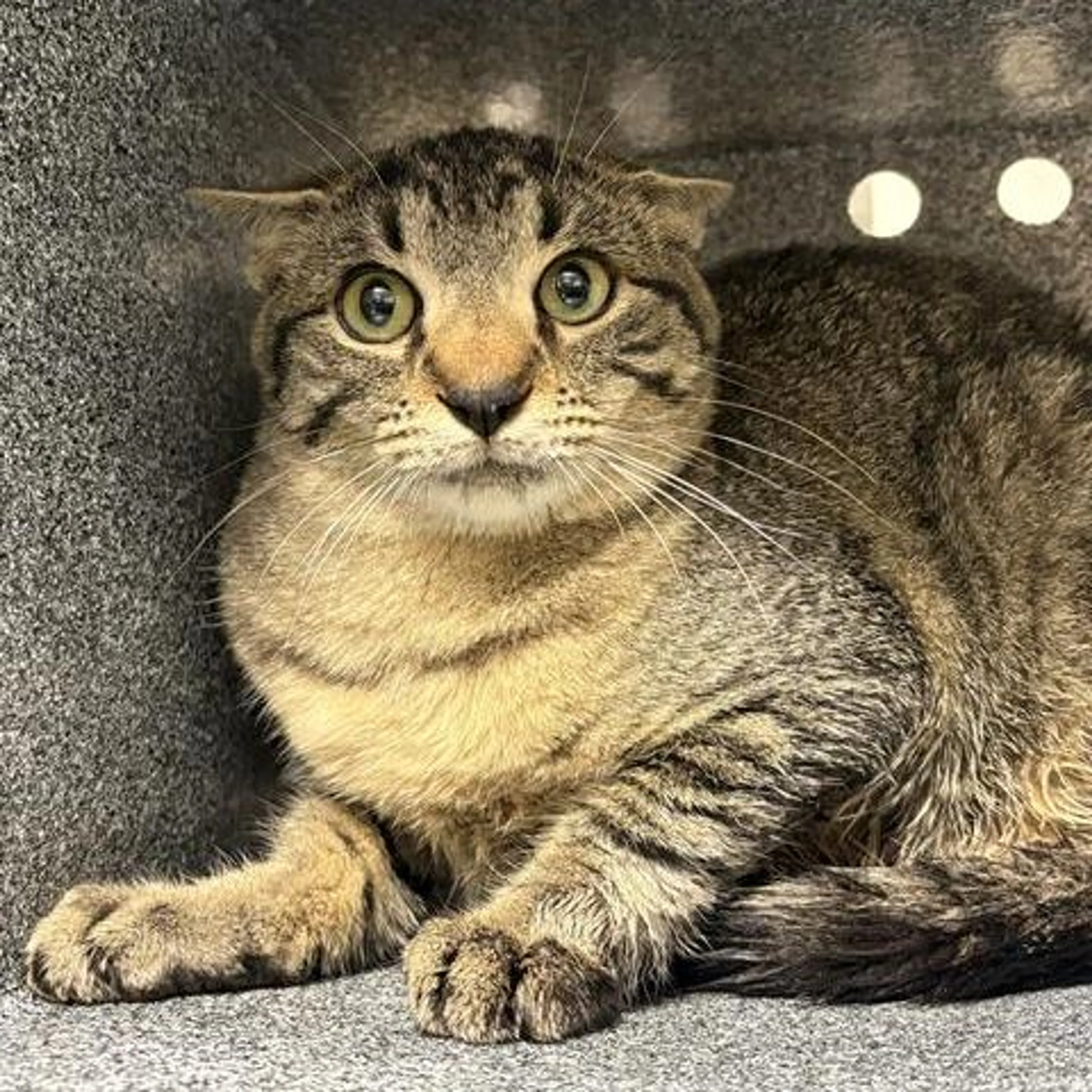 Found pet