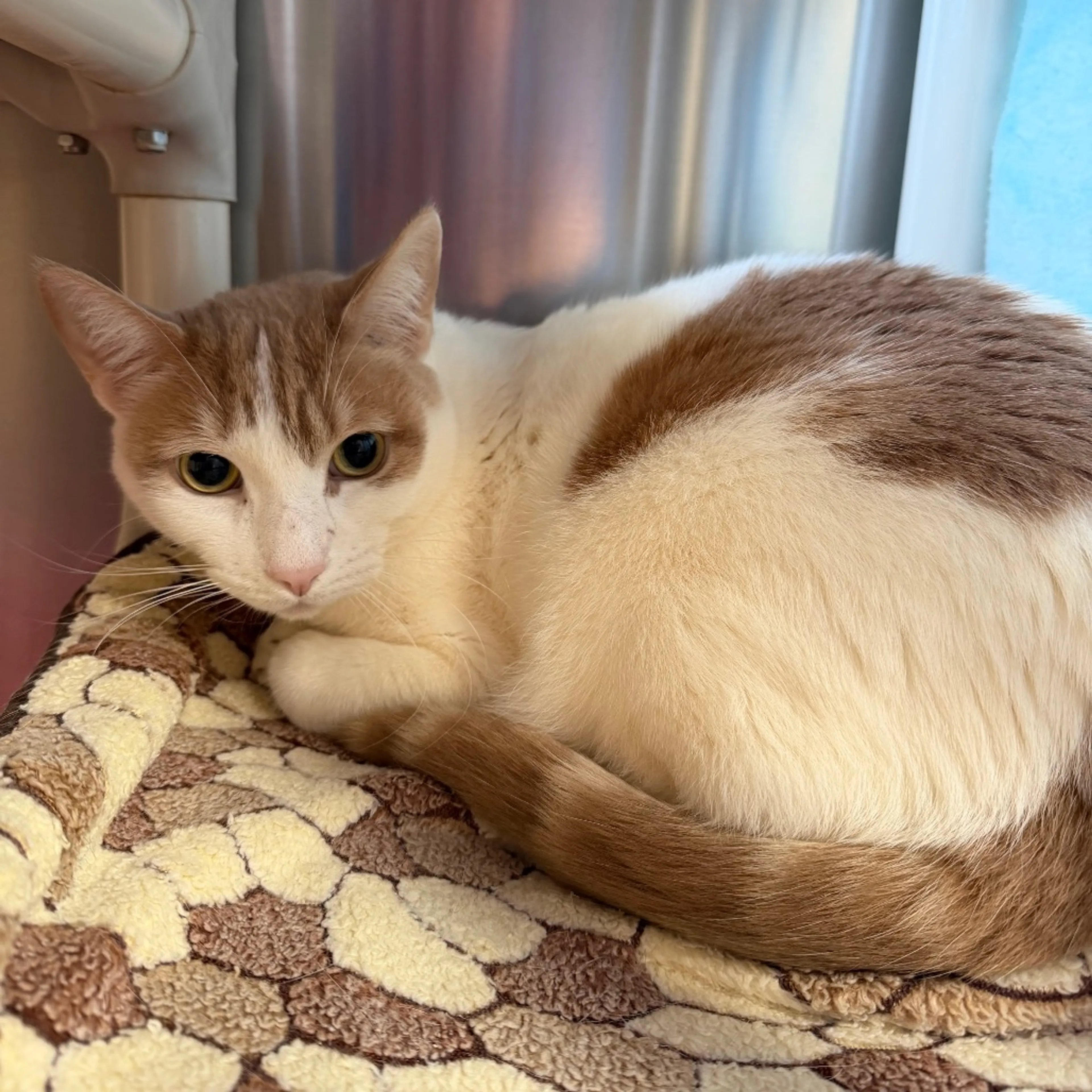 Found pet-1
