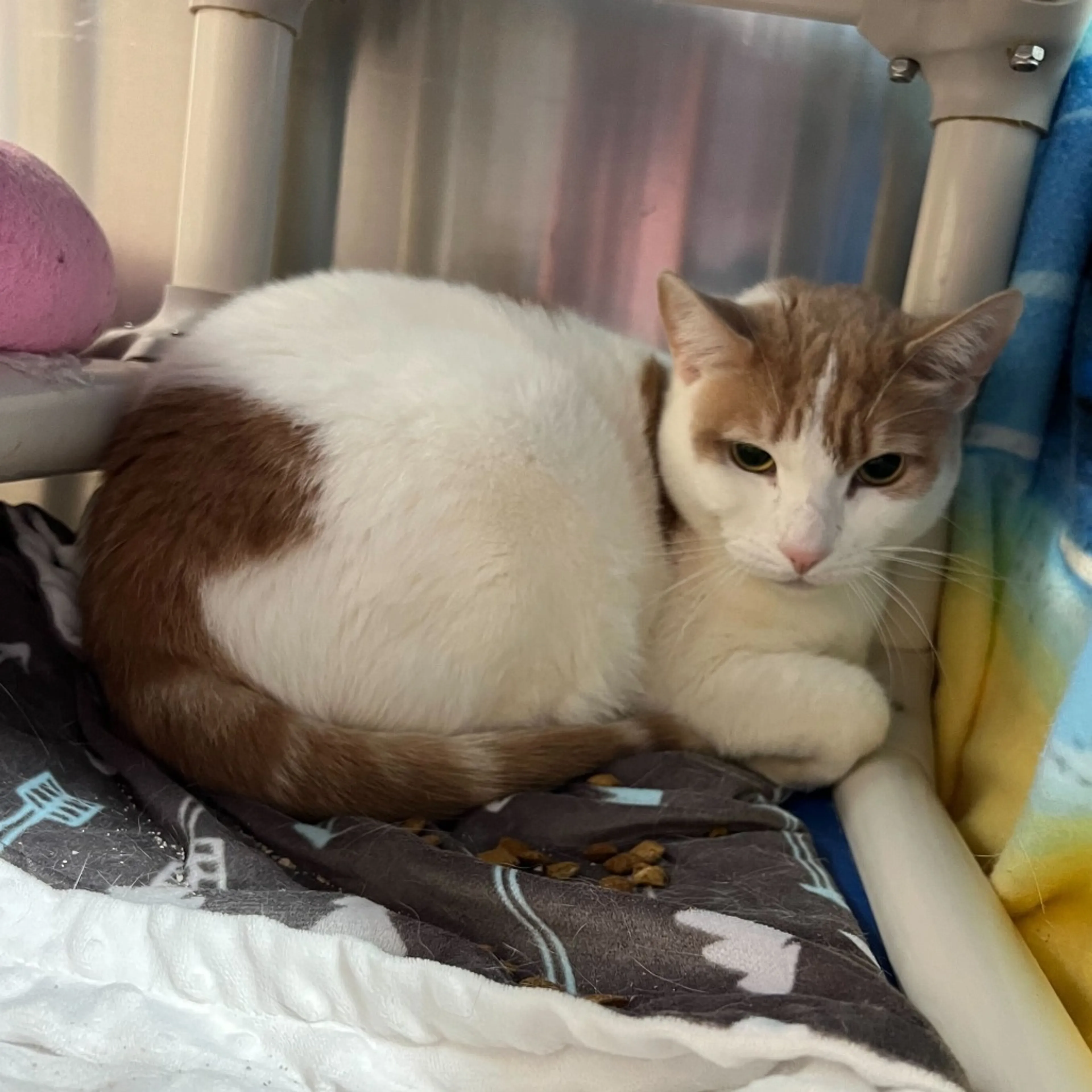Found pet-5