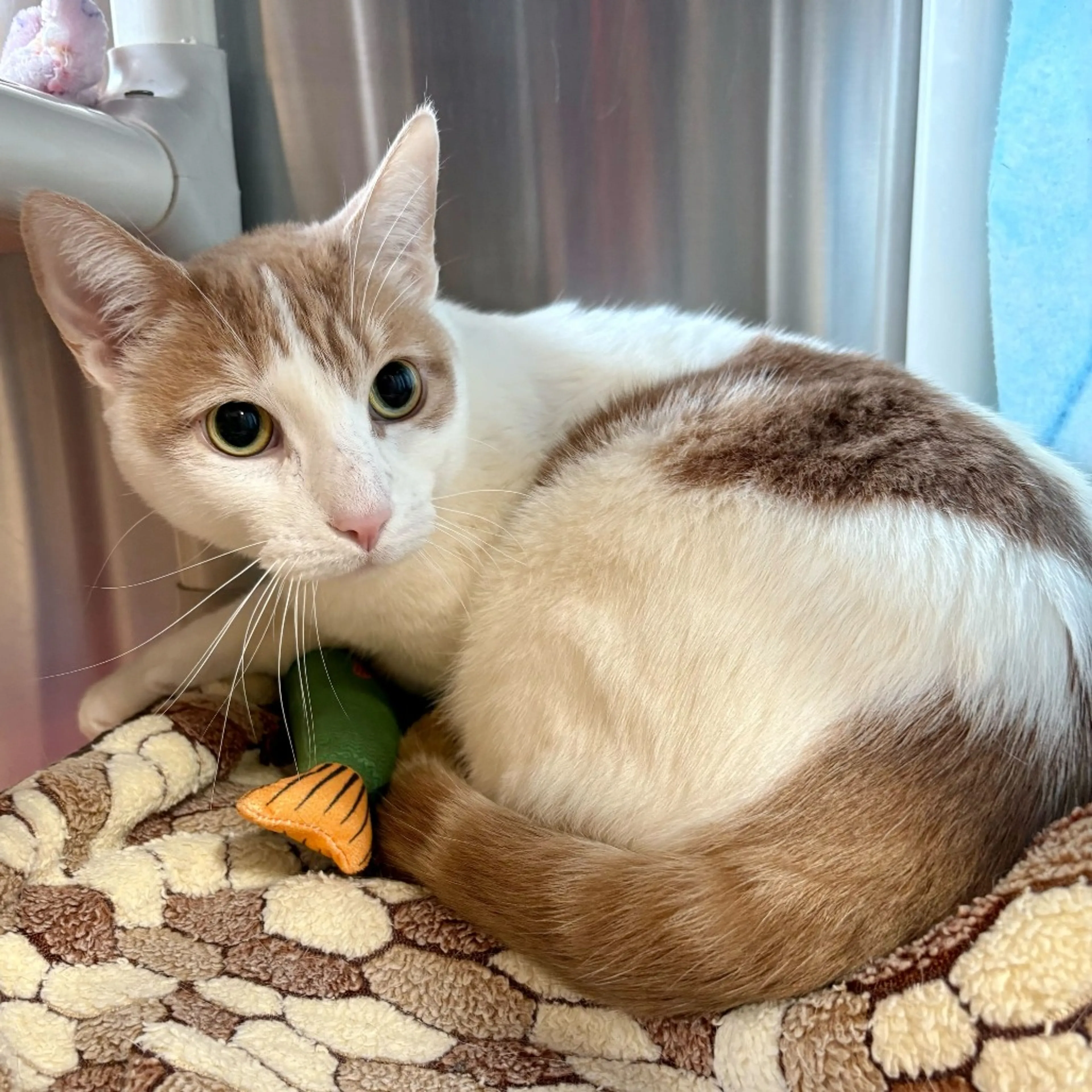 Found pet-4