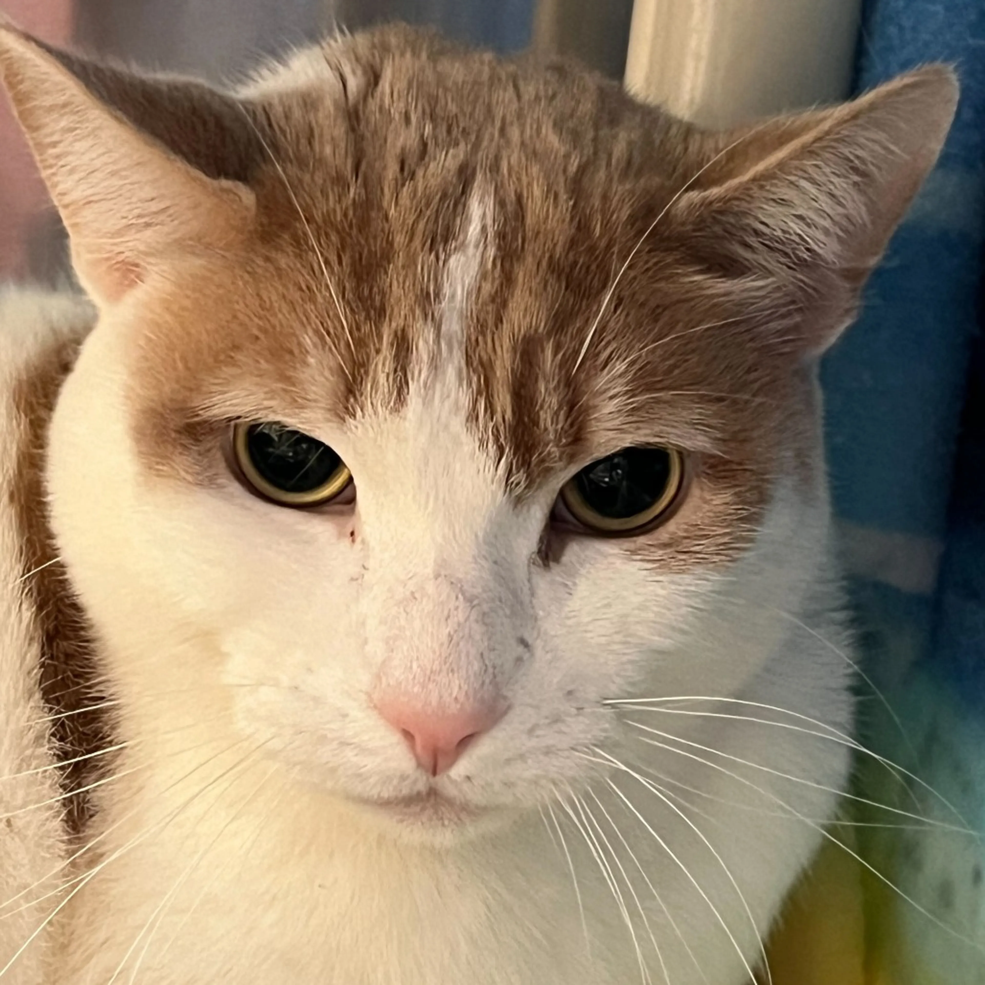 Found pet-6