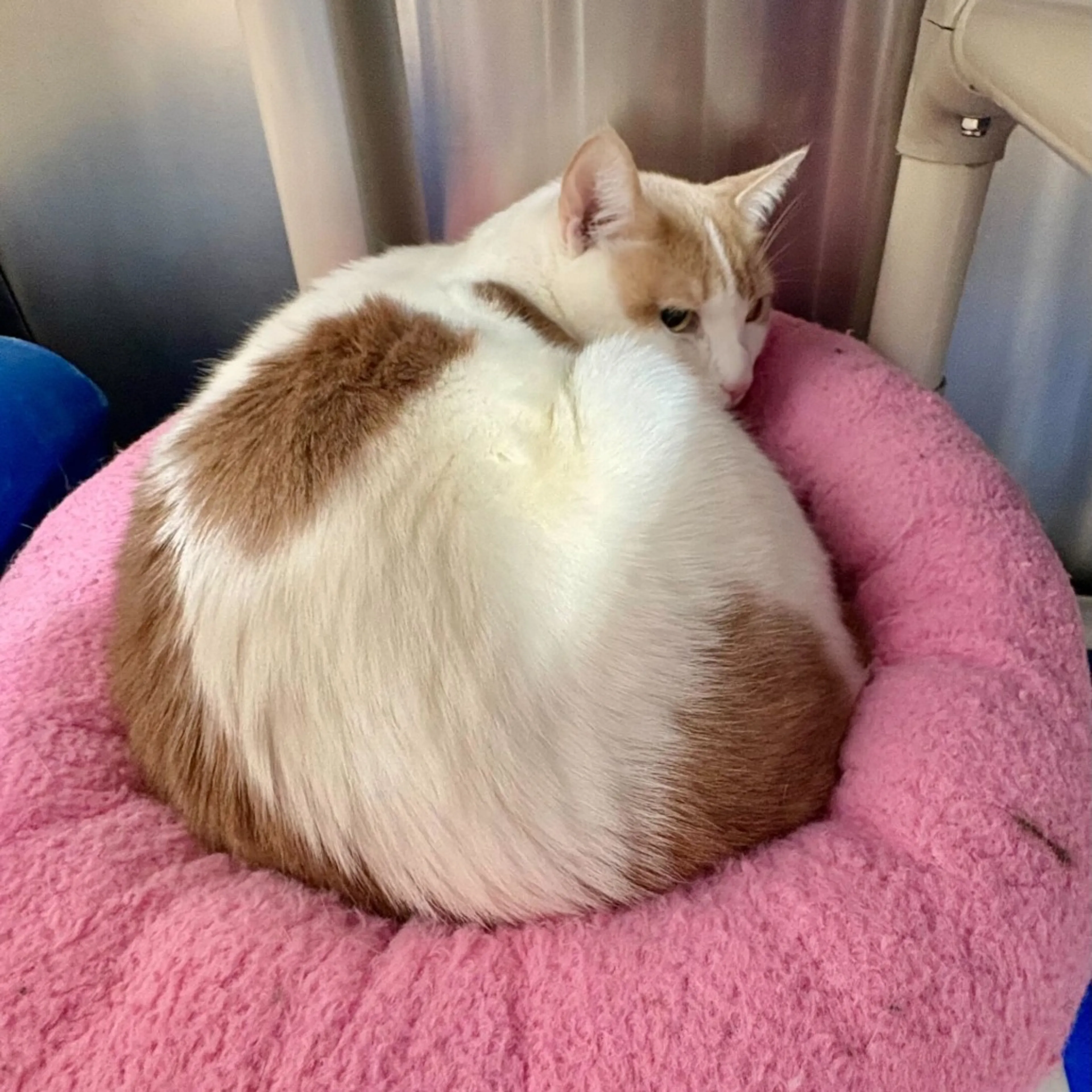 Found pet-2