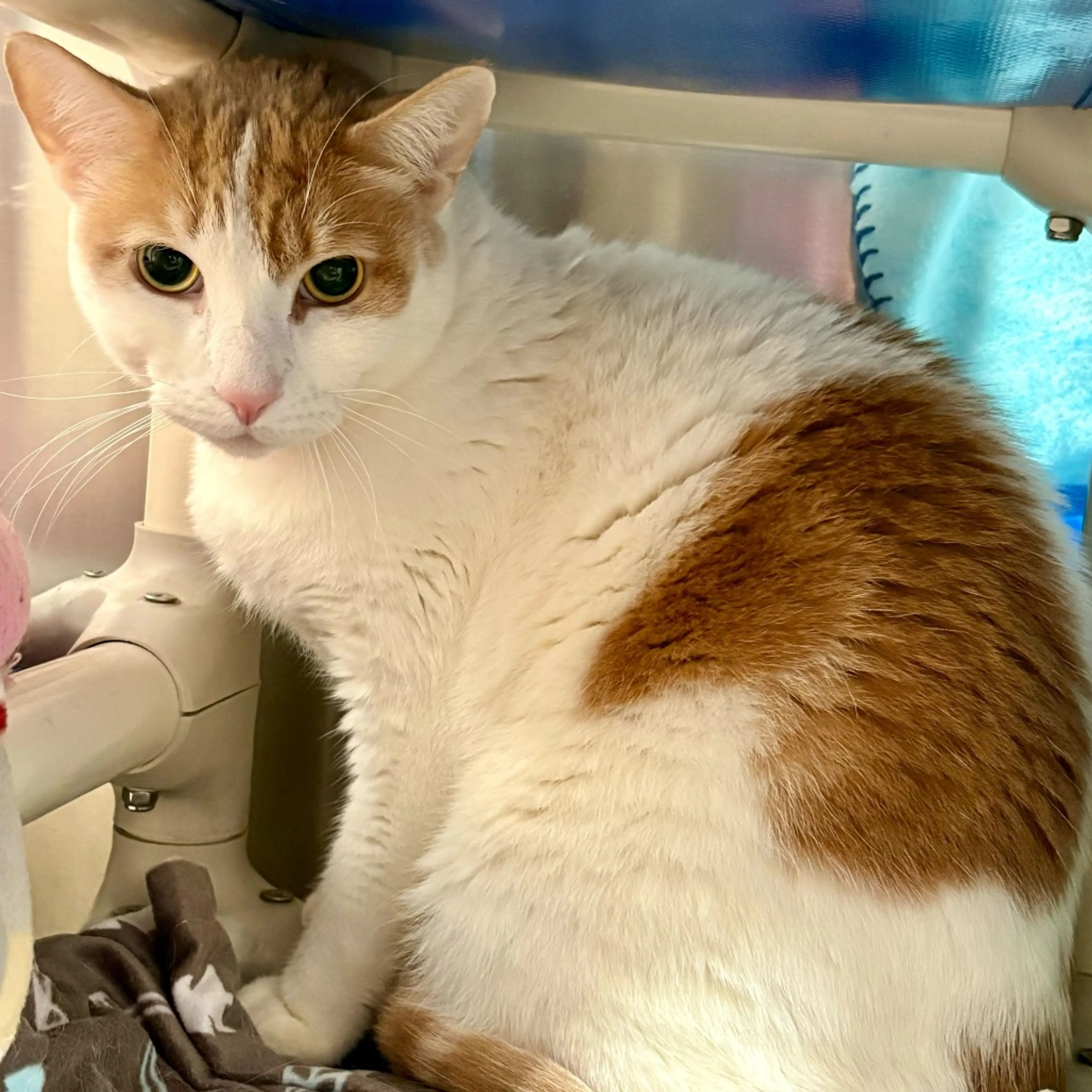 Found pet-7