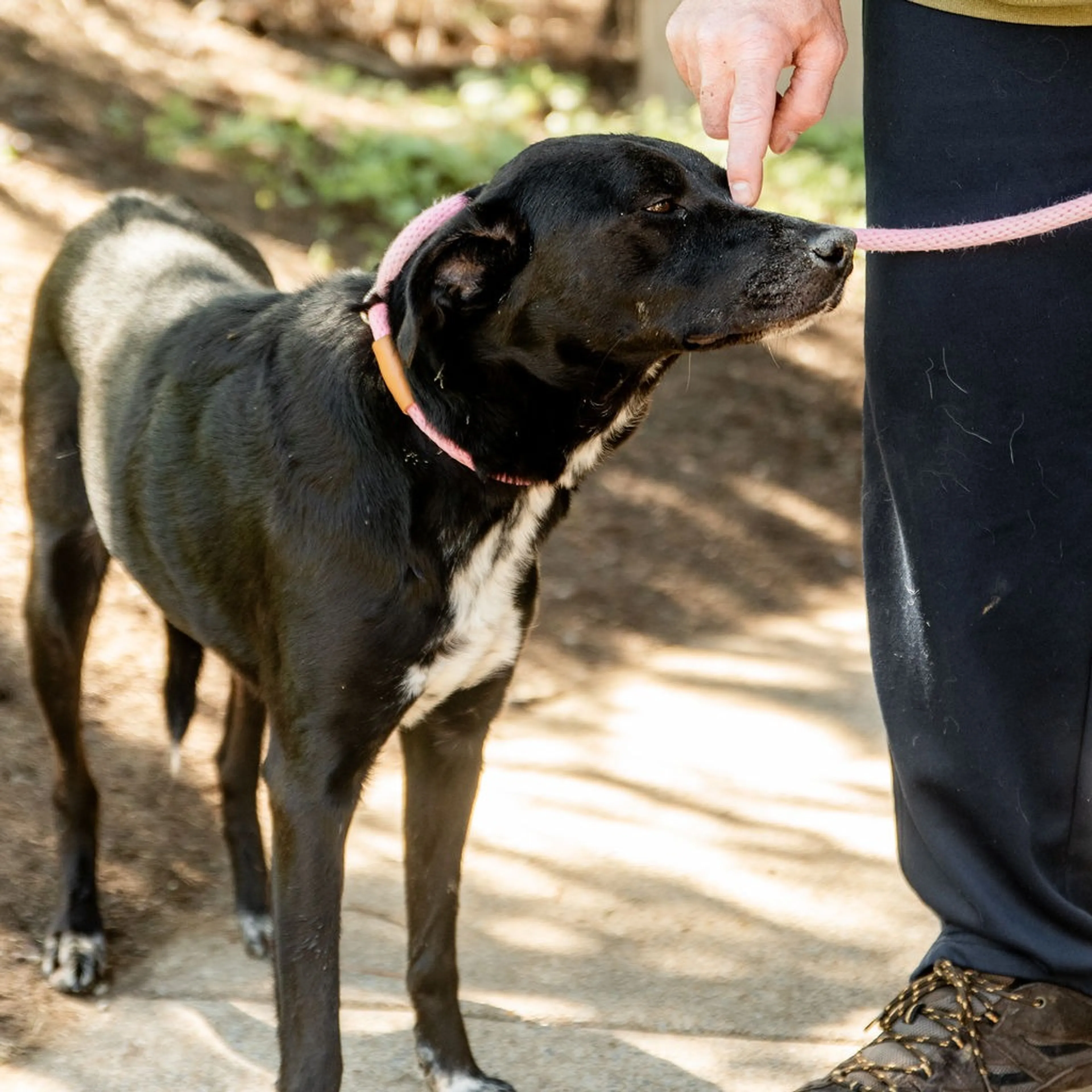 Found pet-6
