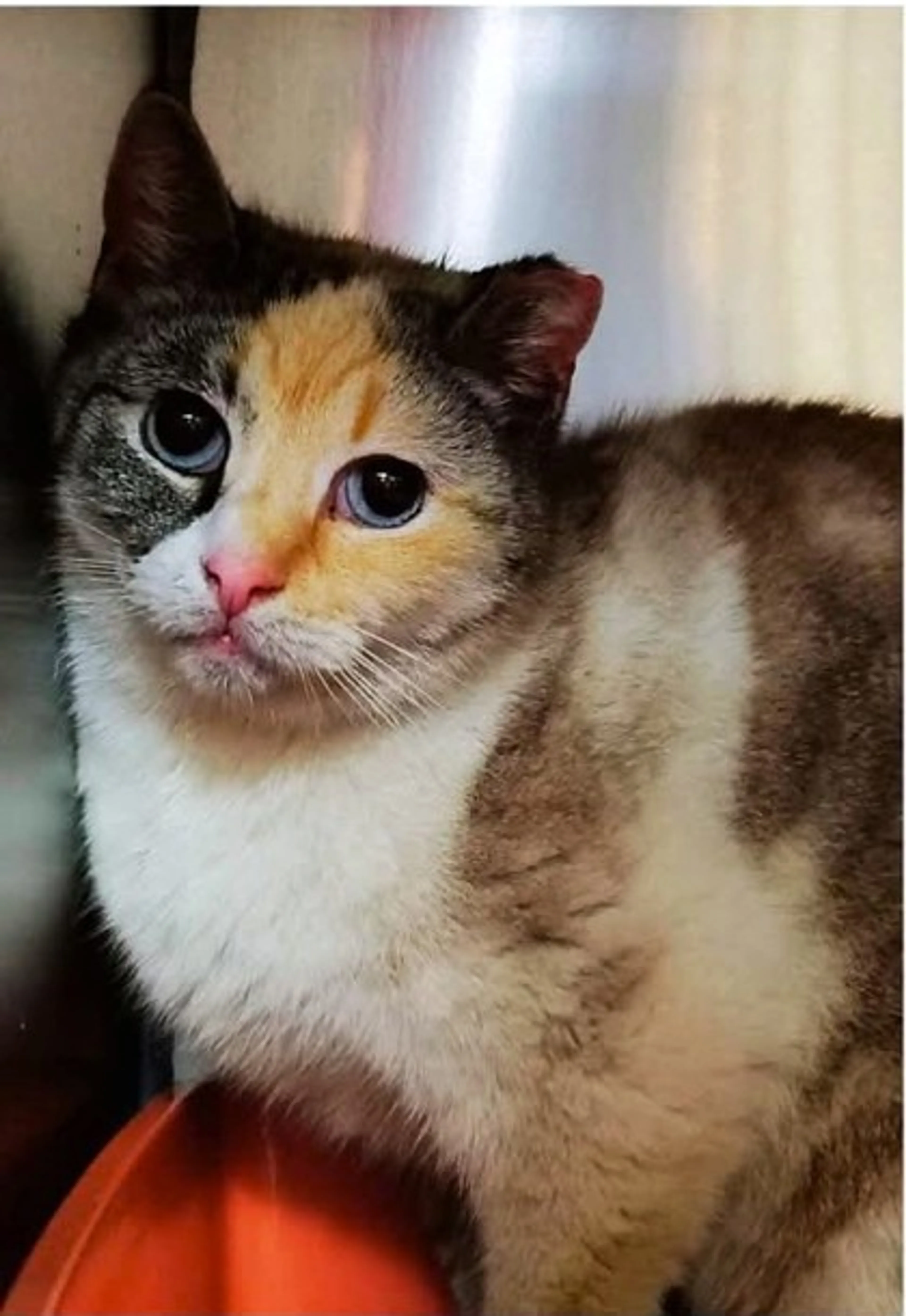 Found pet-0