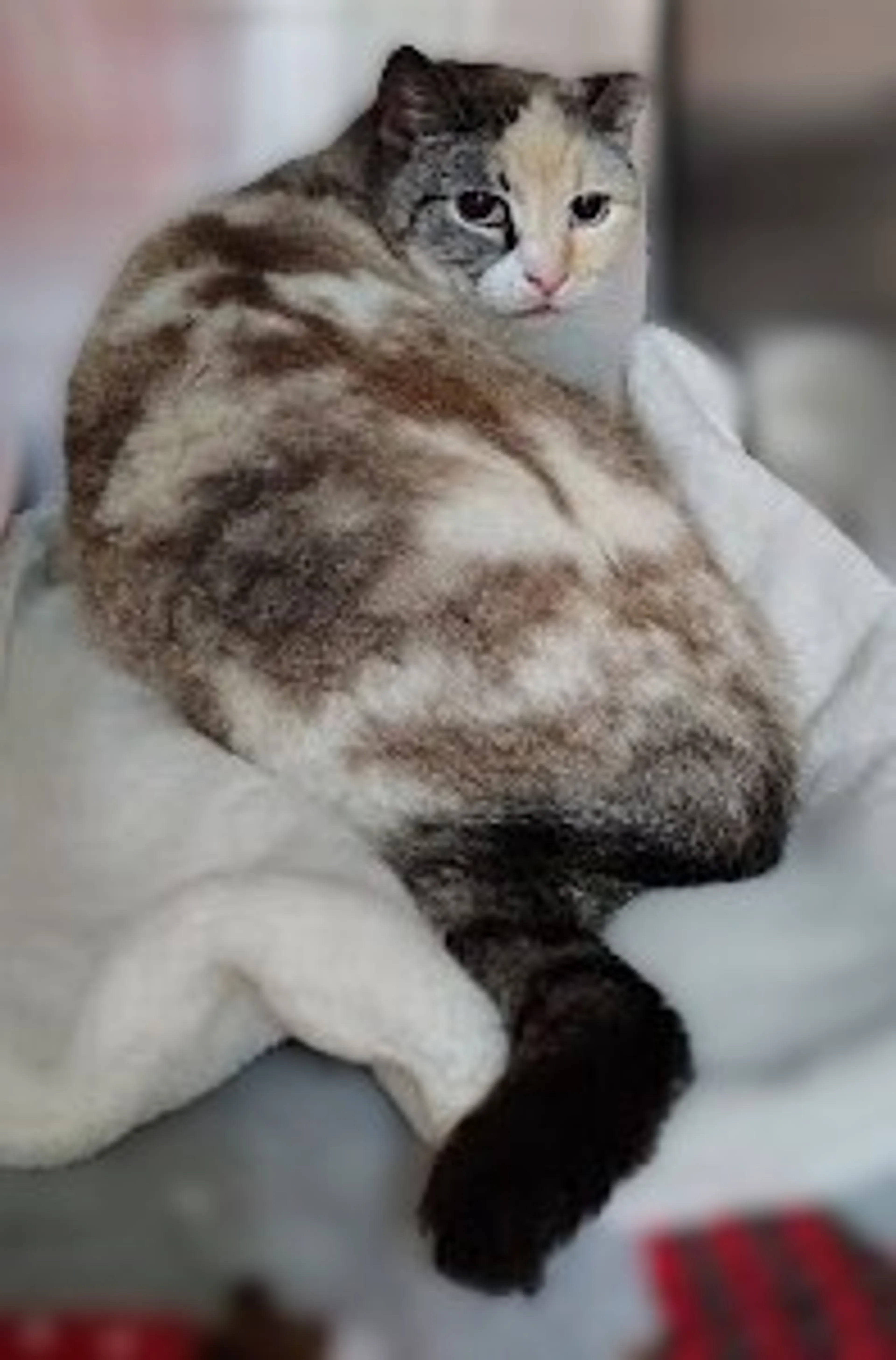 Found pet-1