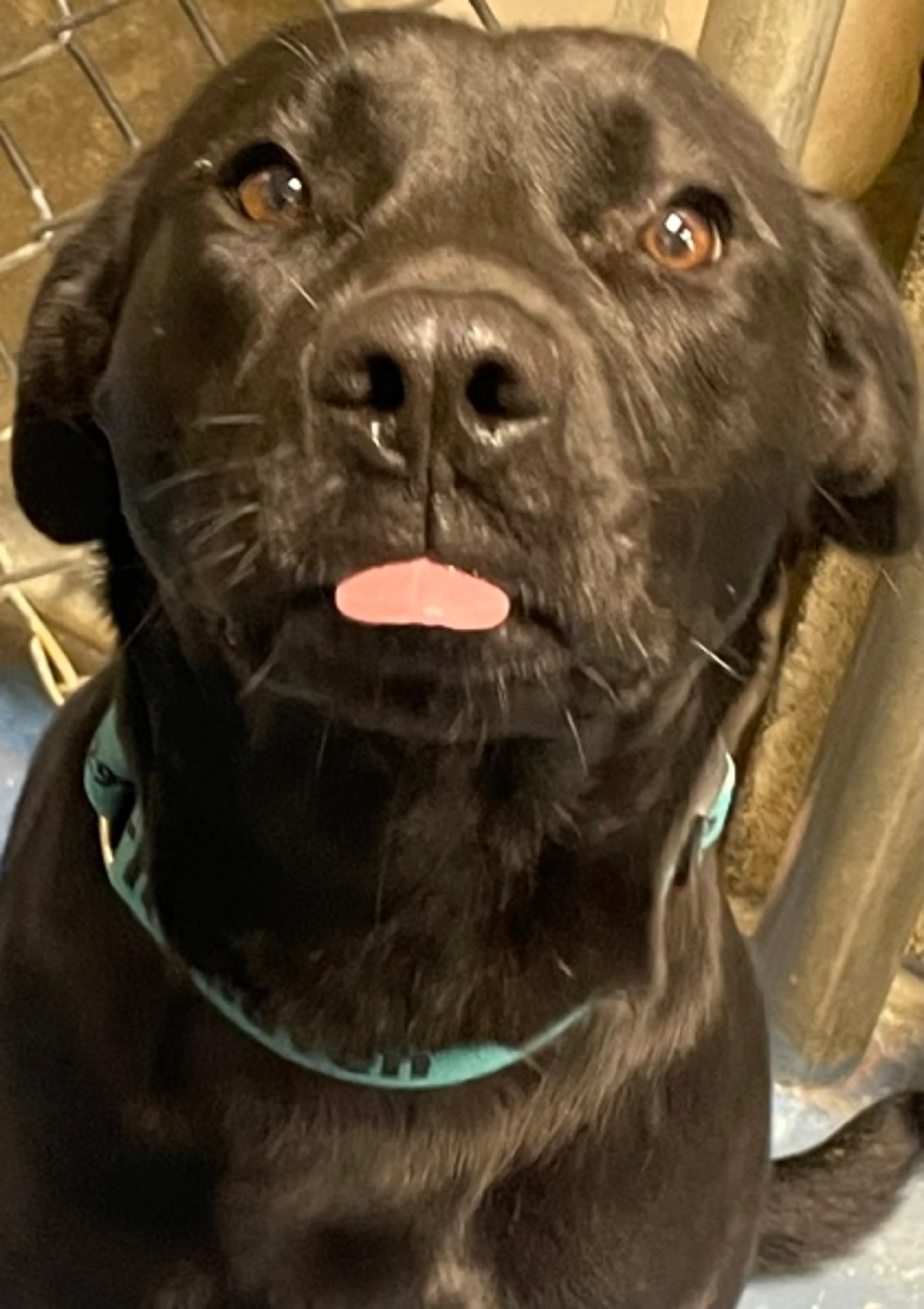 Found pet-2