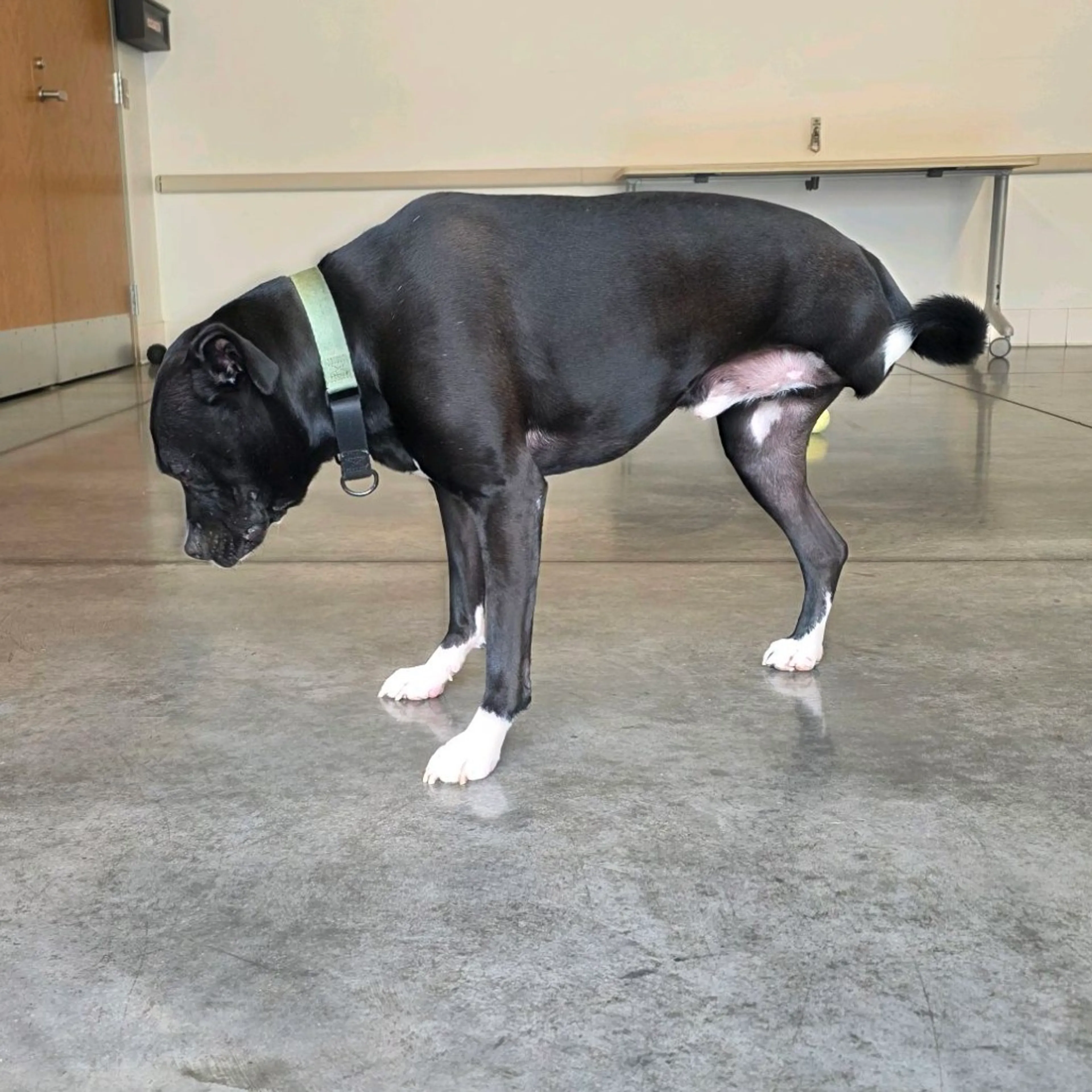 Found pet-5