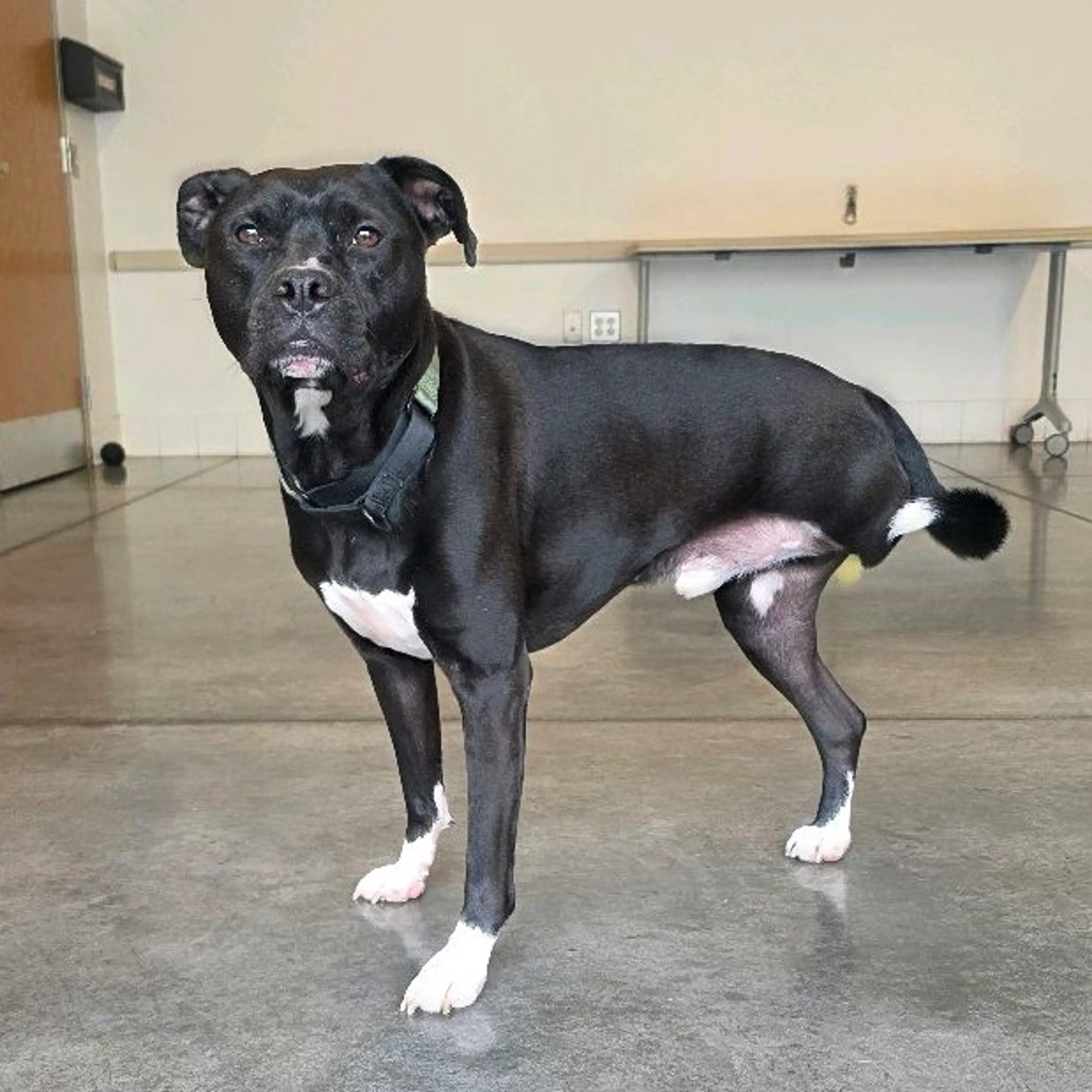 Found pet-7