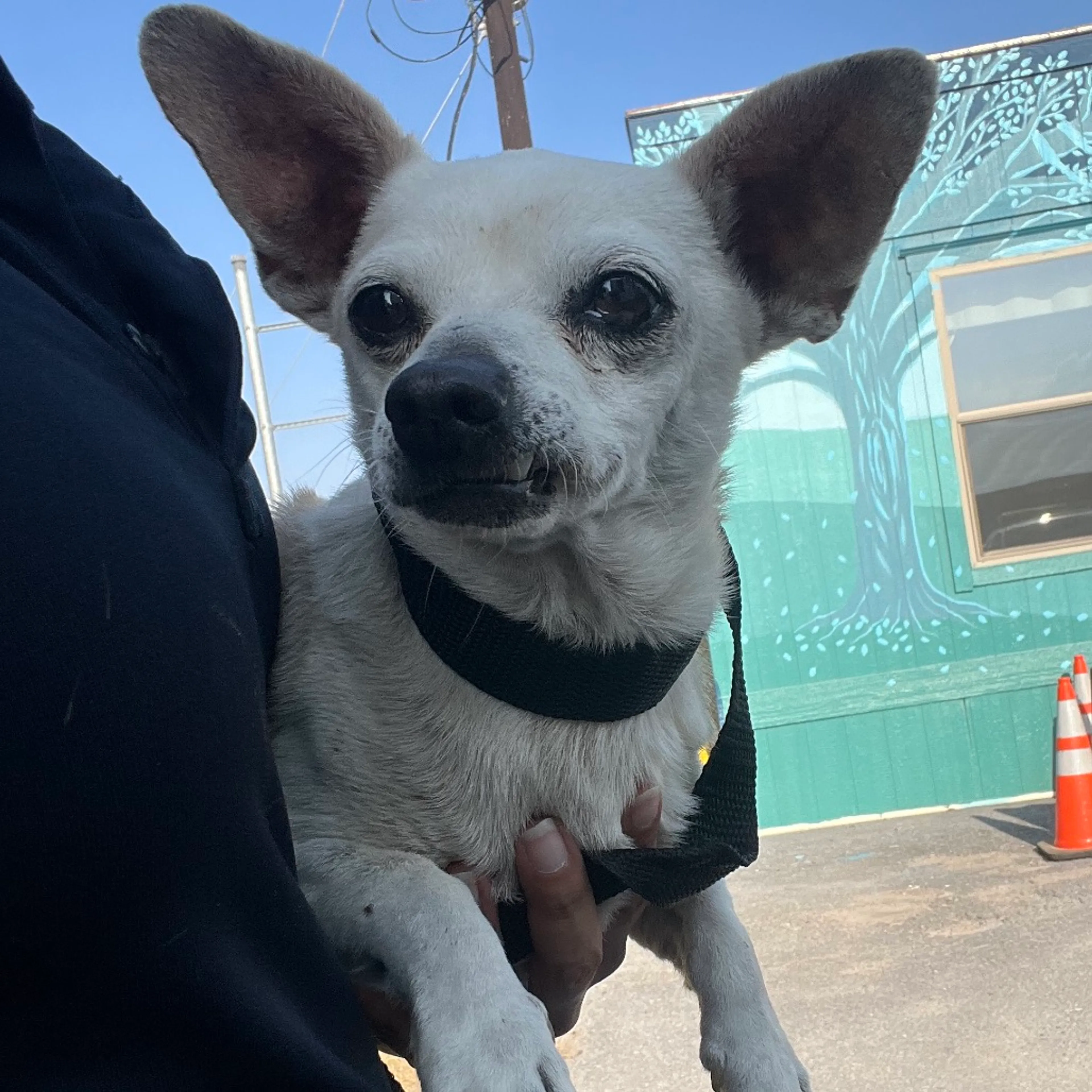 Found pet-1
