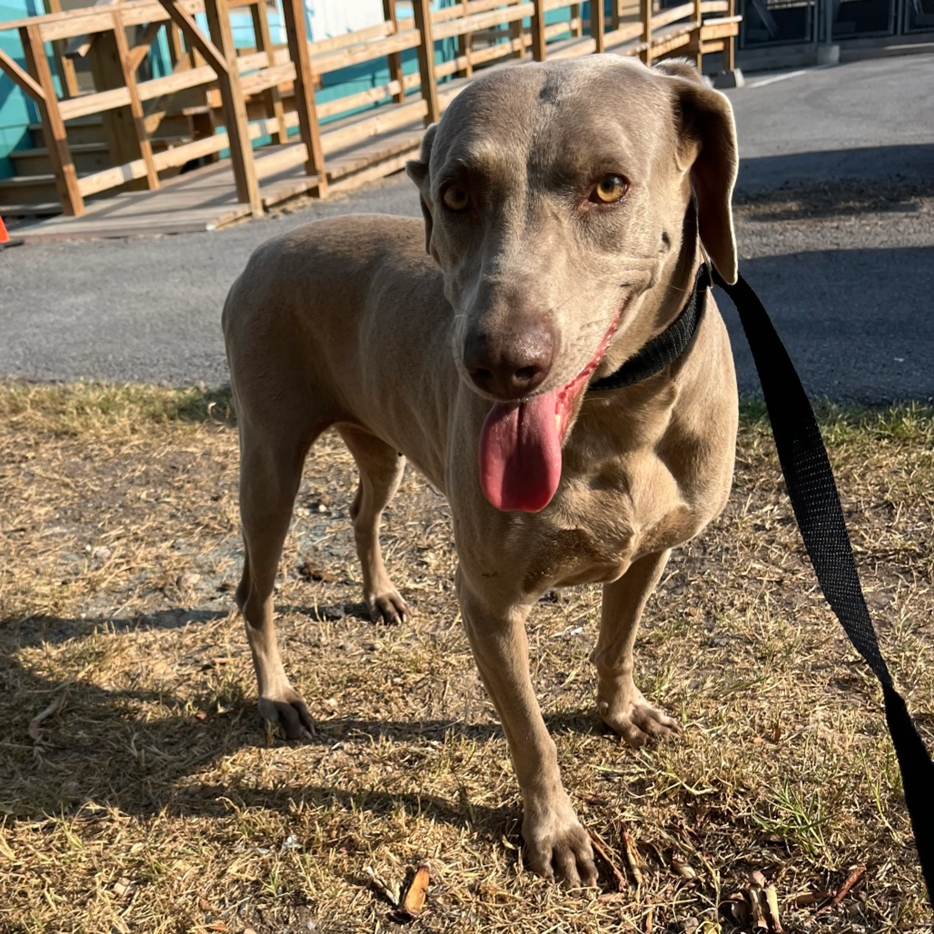 Found pet
