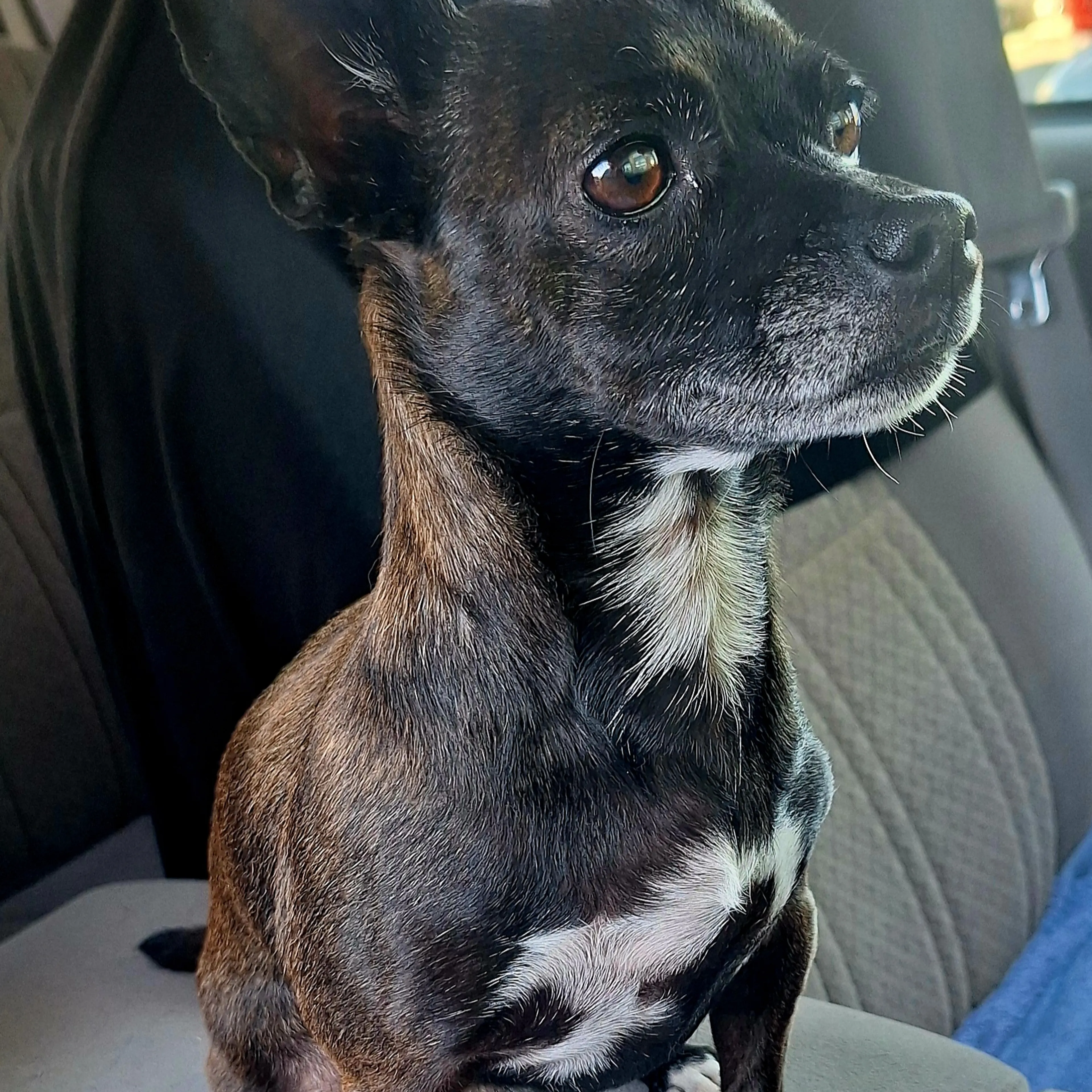 Lost pet-1