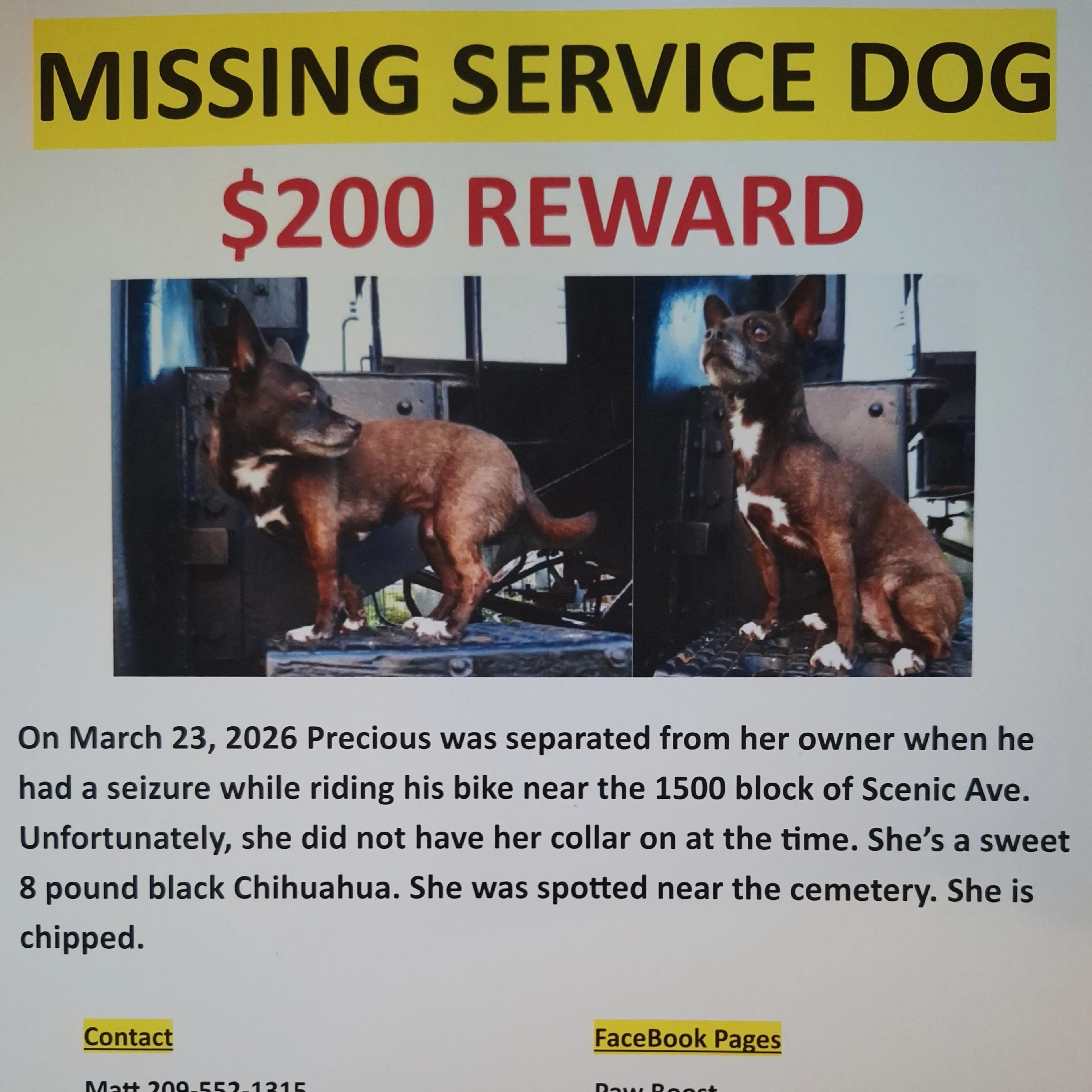 Lost pet-2