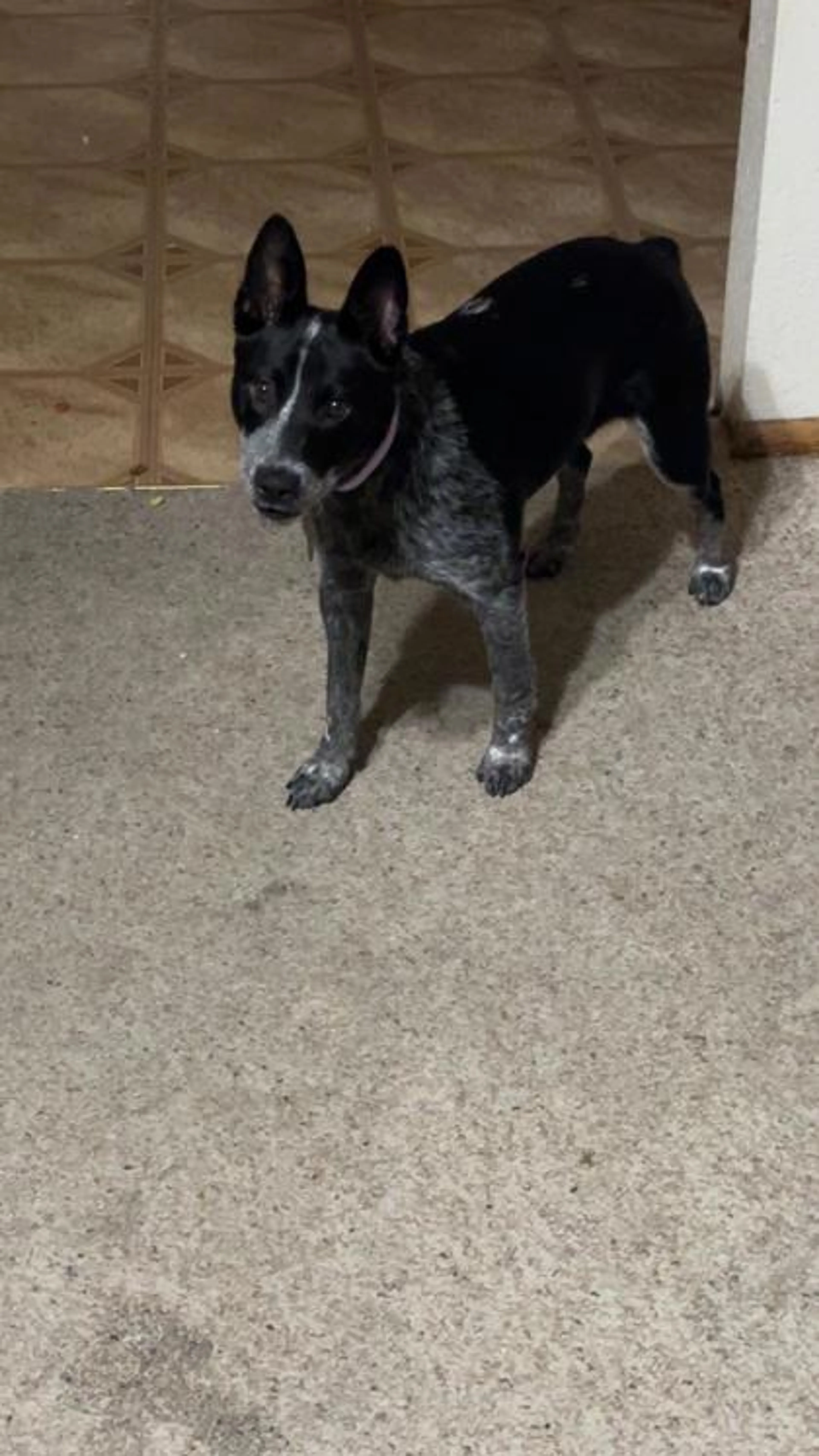 Found pet