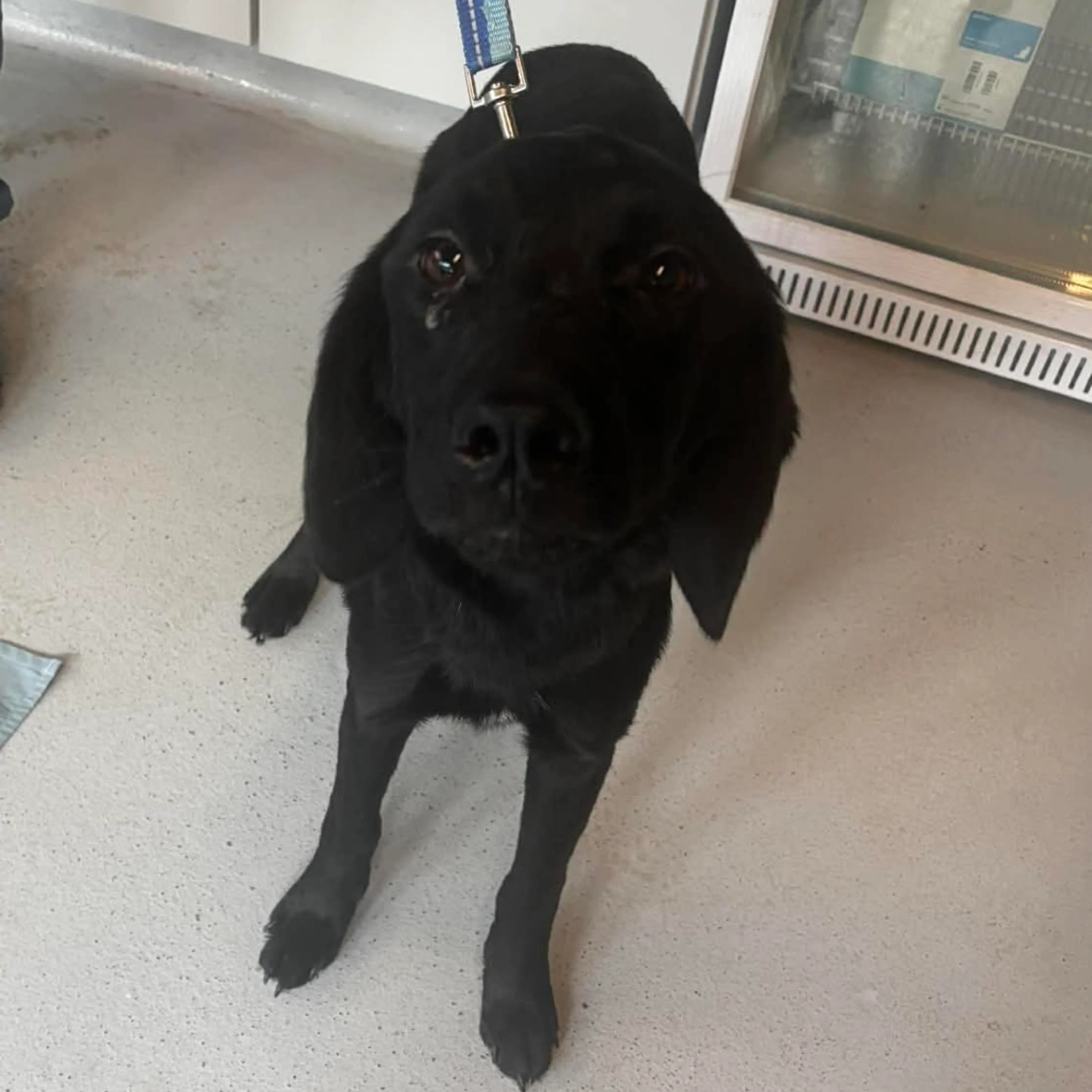Found pet