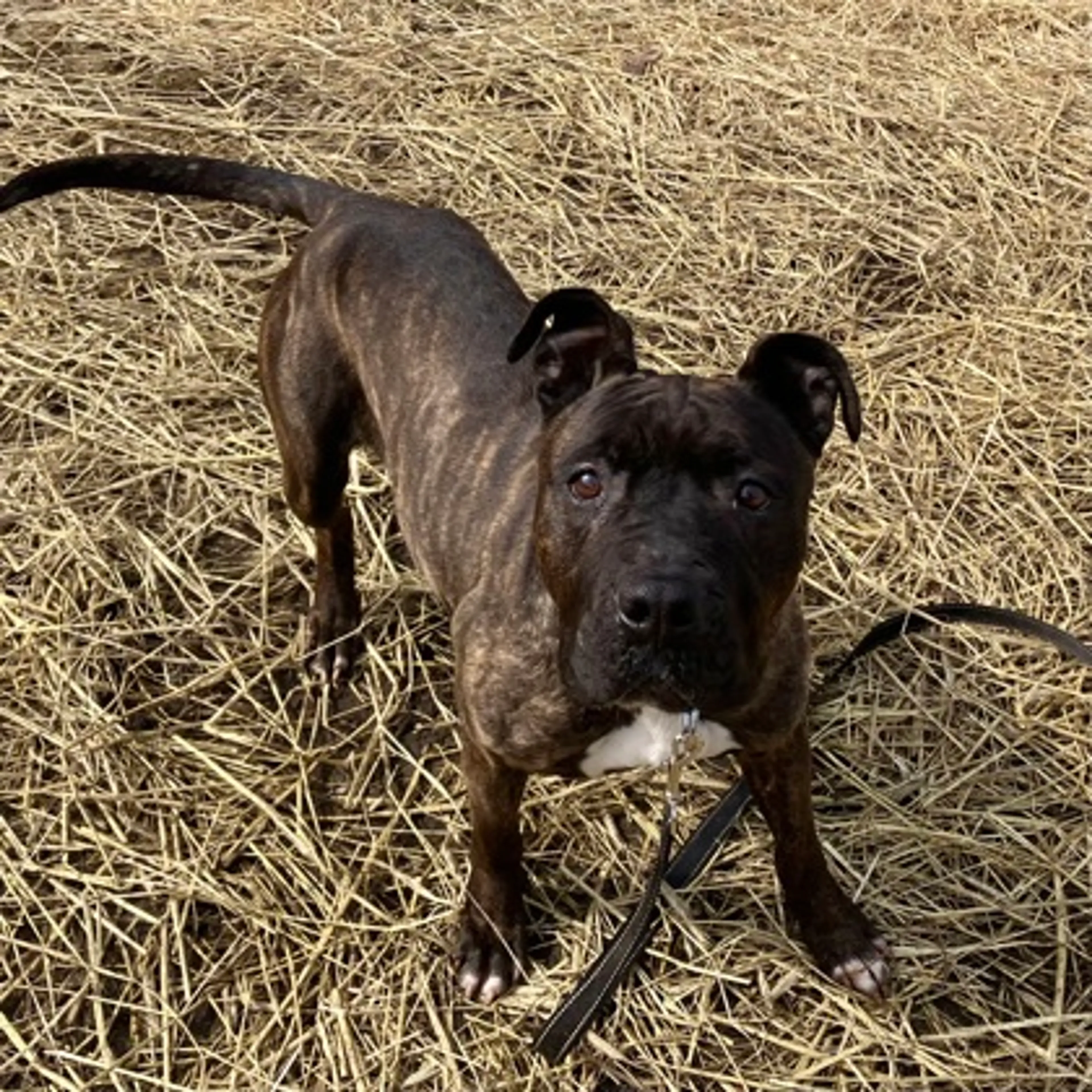 Found pet-2