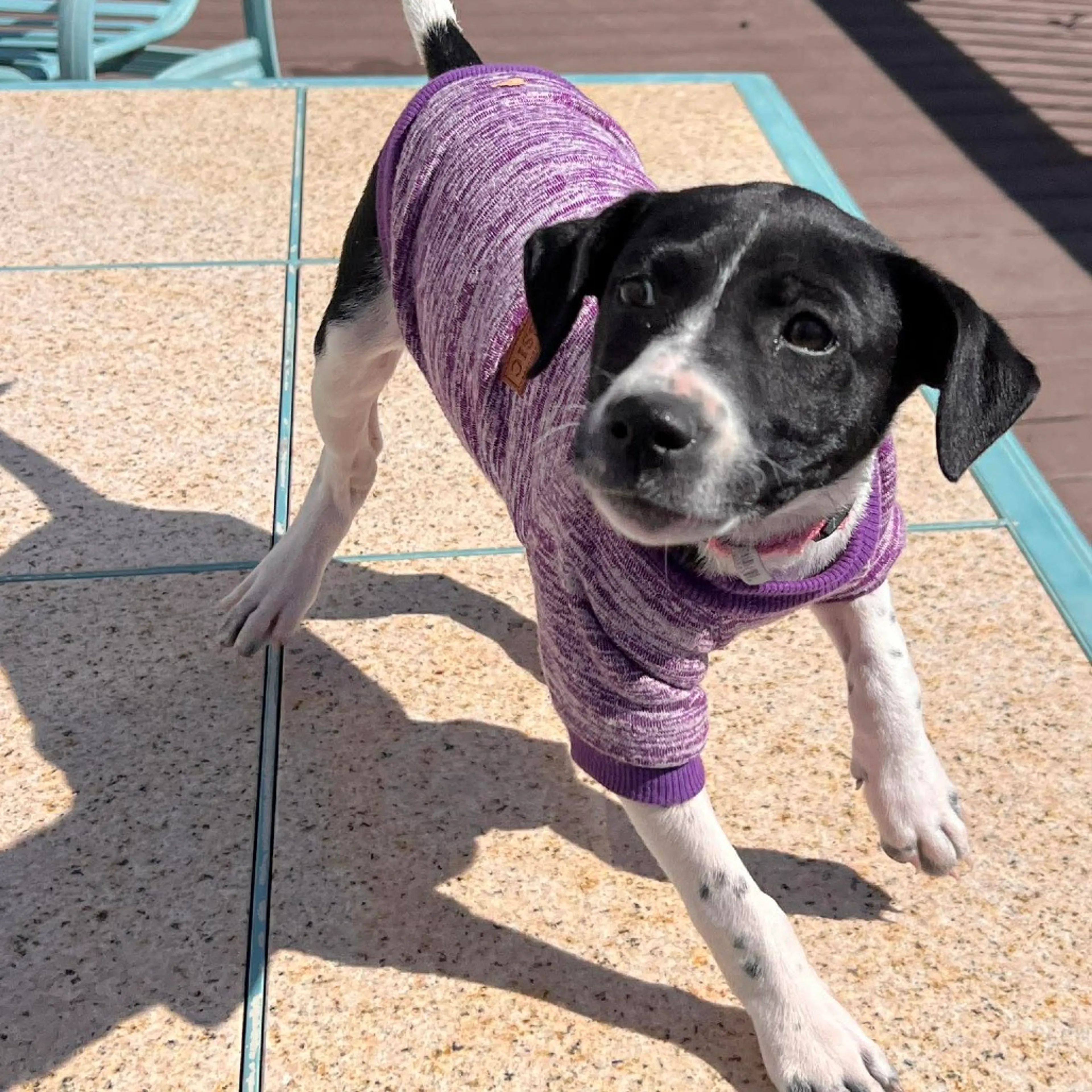 Found pet-4