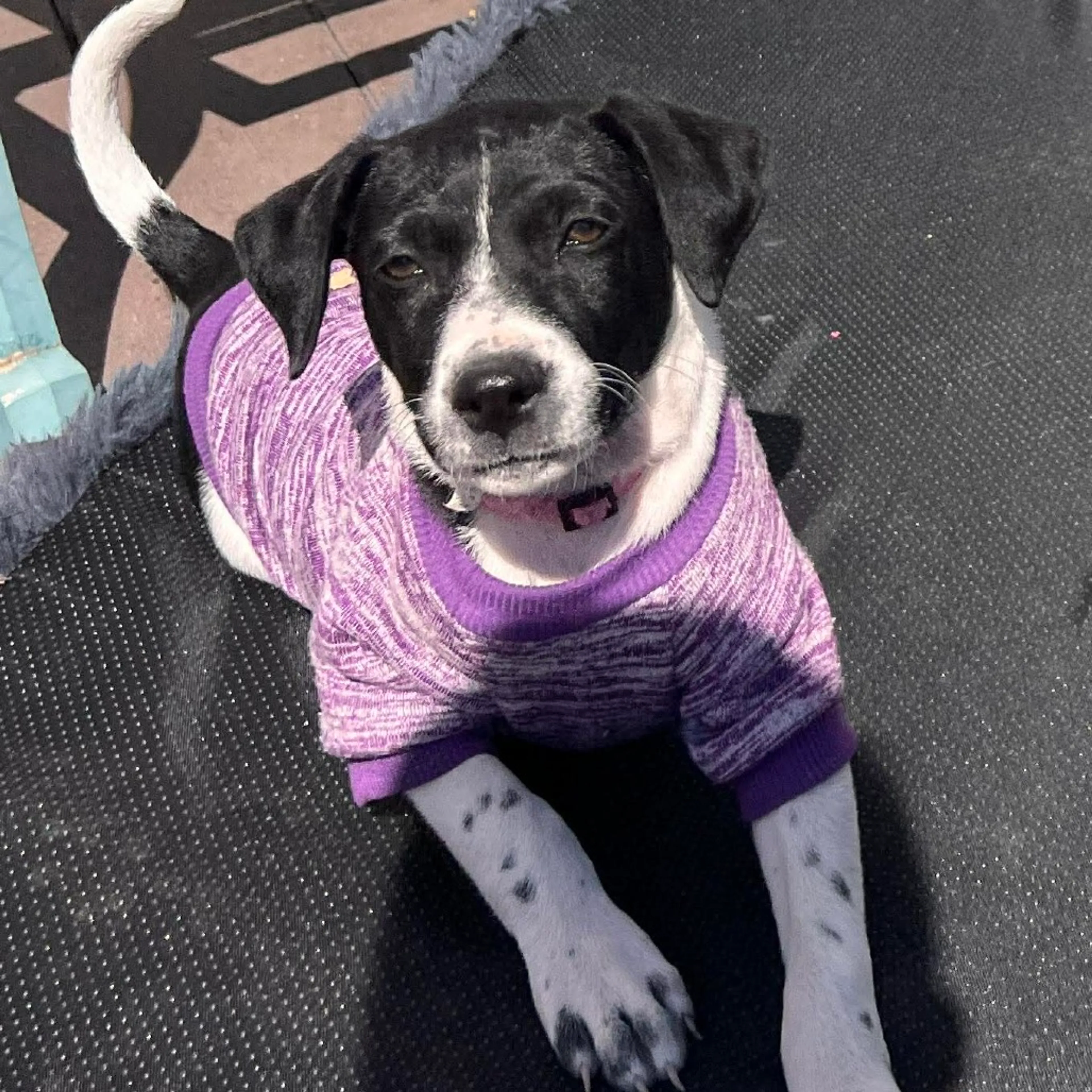 Found pet-5